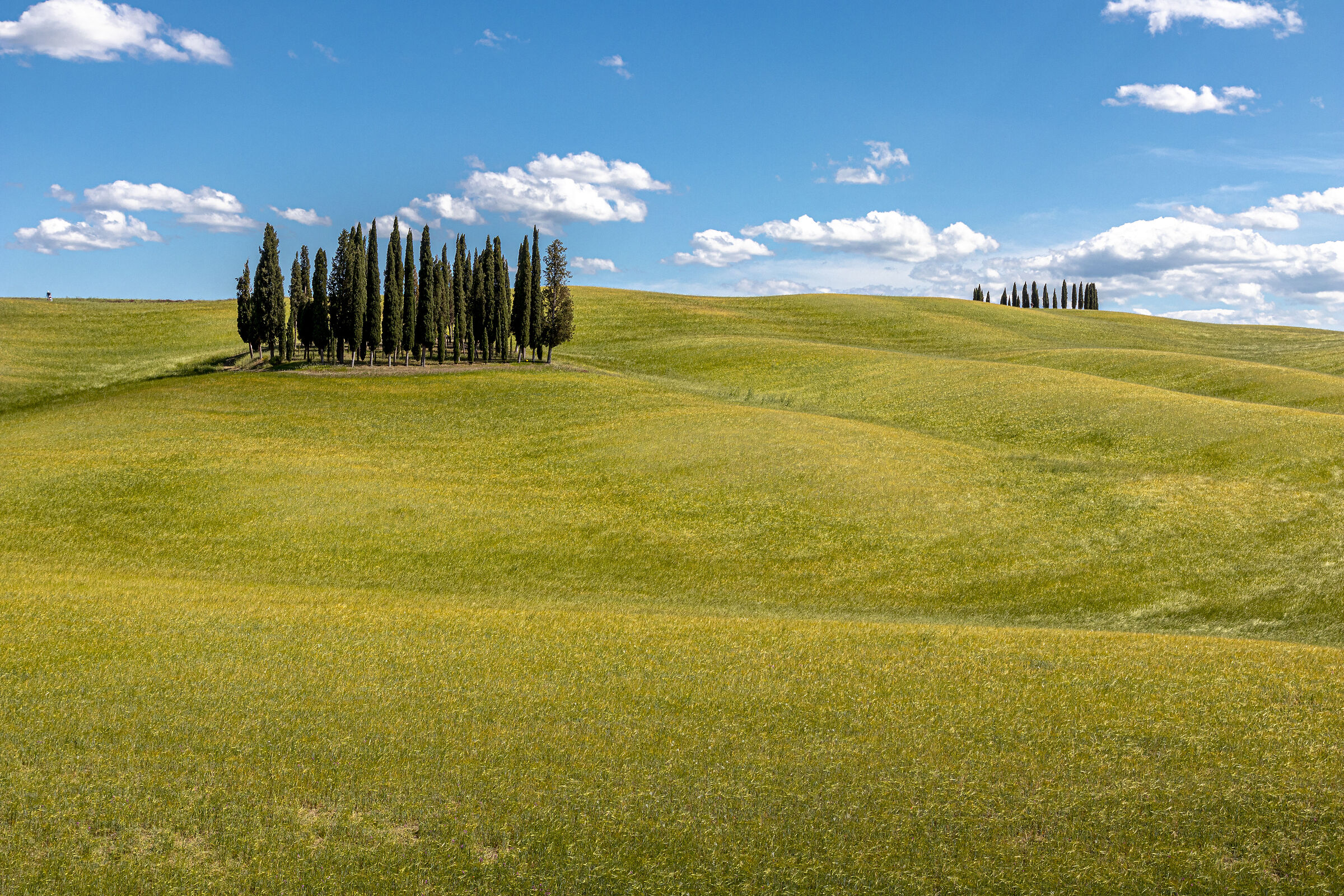 Cypress Trees of San Quirico d'Orcia