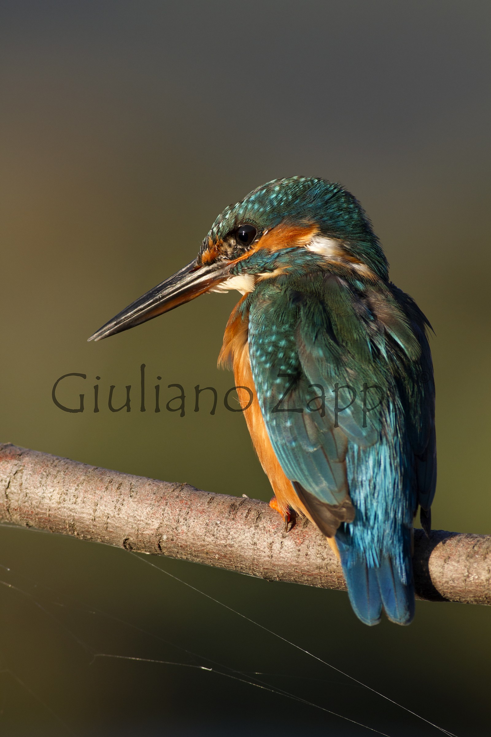 La martina... e la ragnatela.