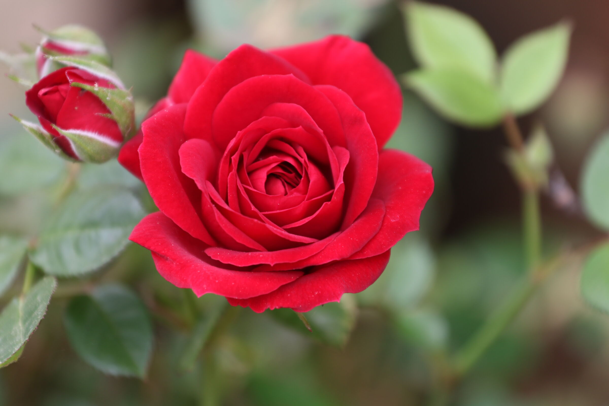 Rosa Dreams