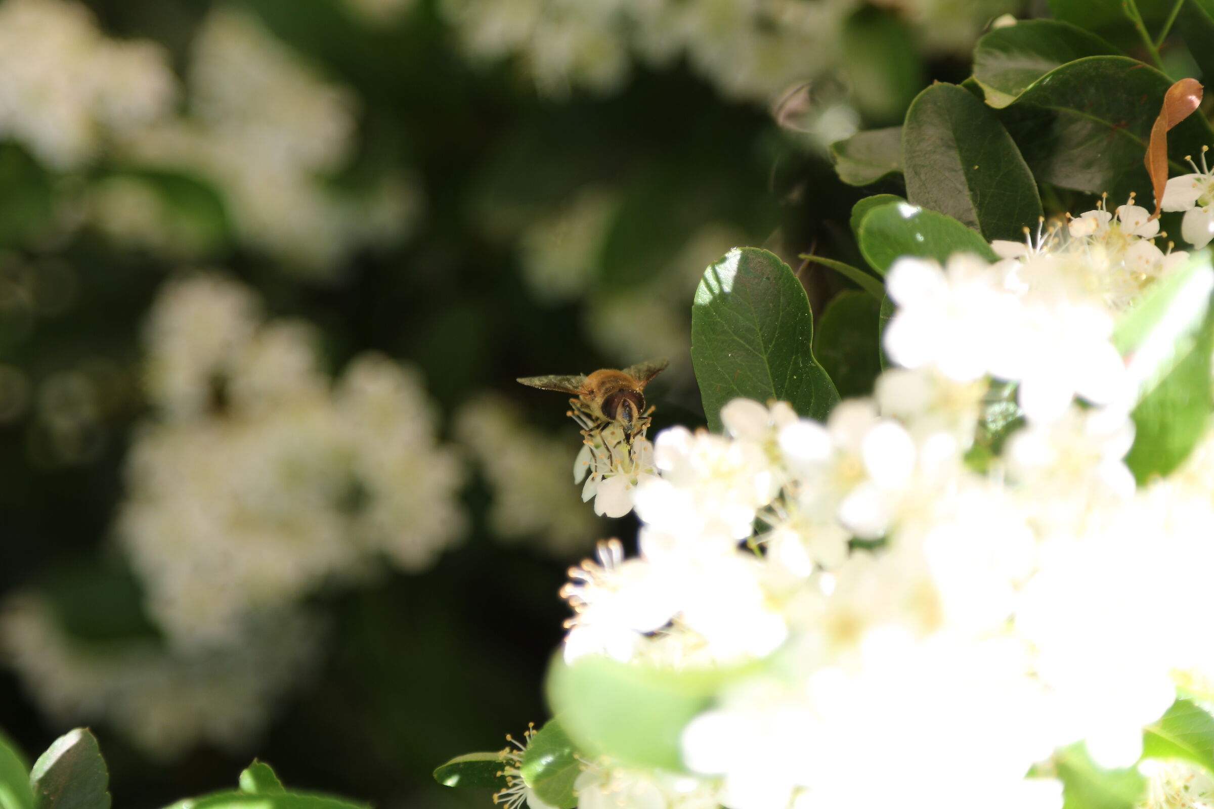 Bee posing