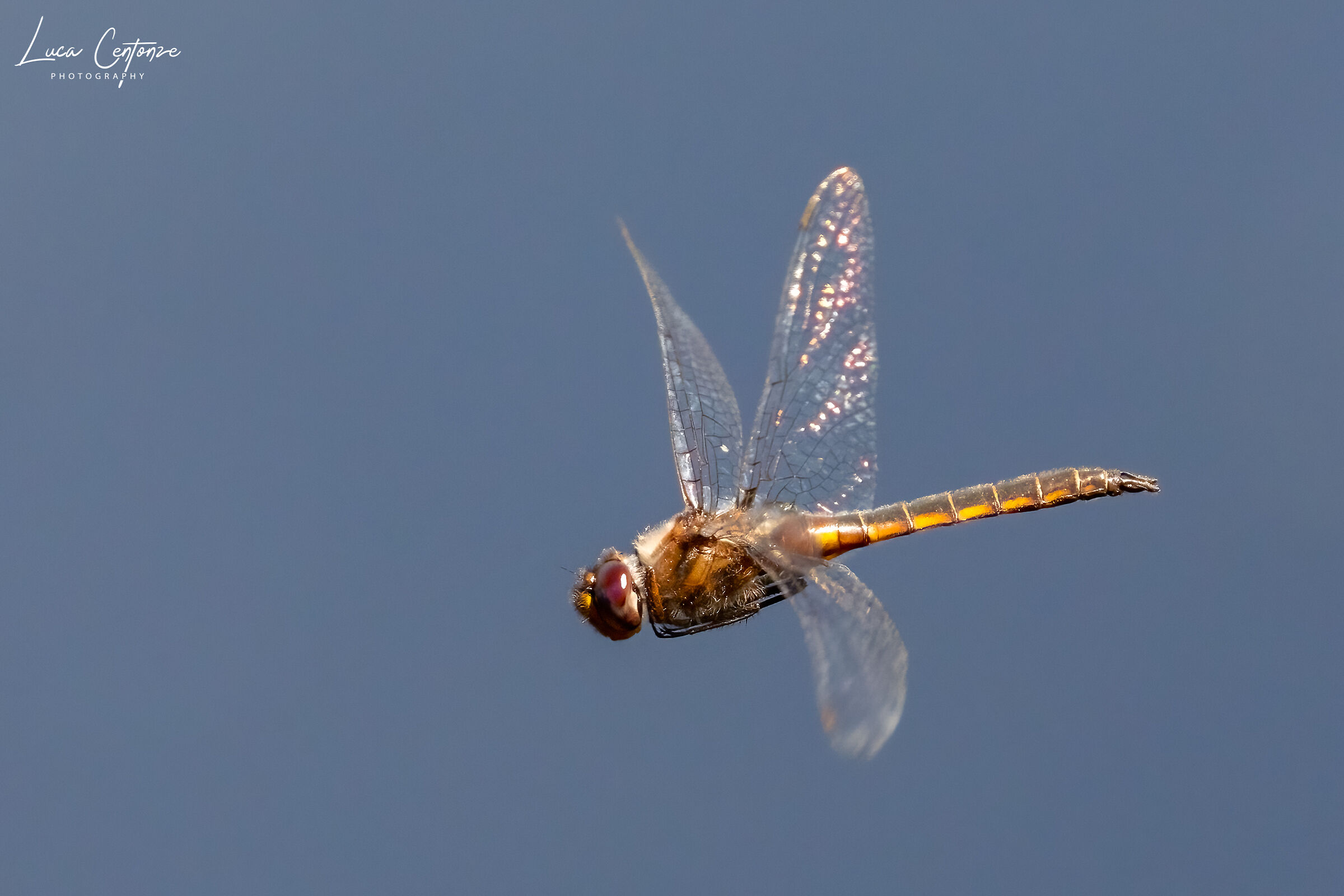 Dragonfly on the fly