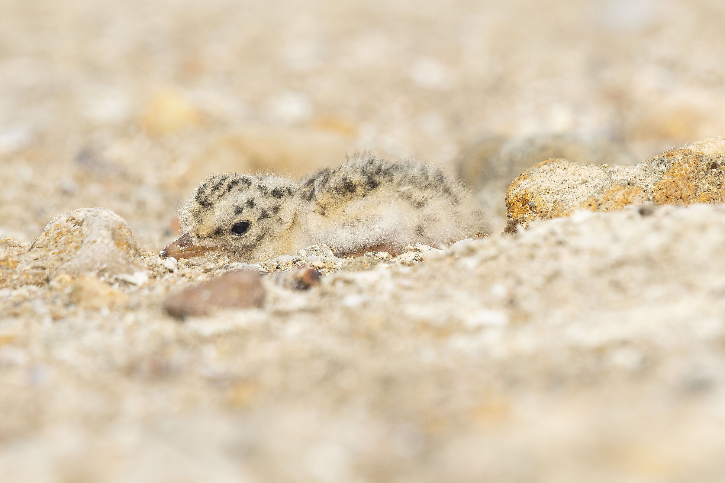 Finally born!!!! little tern