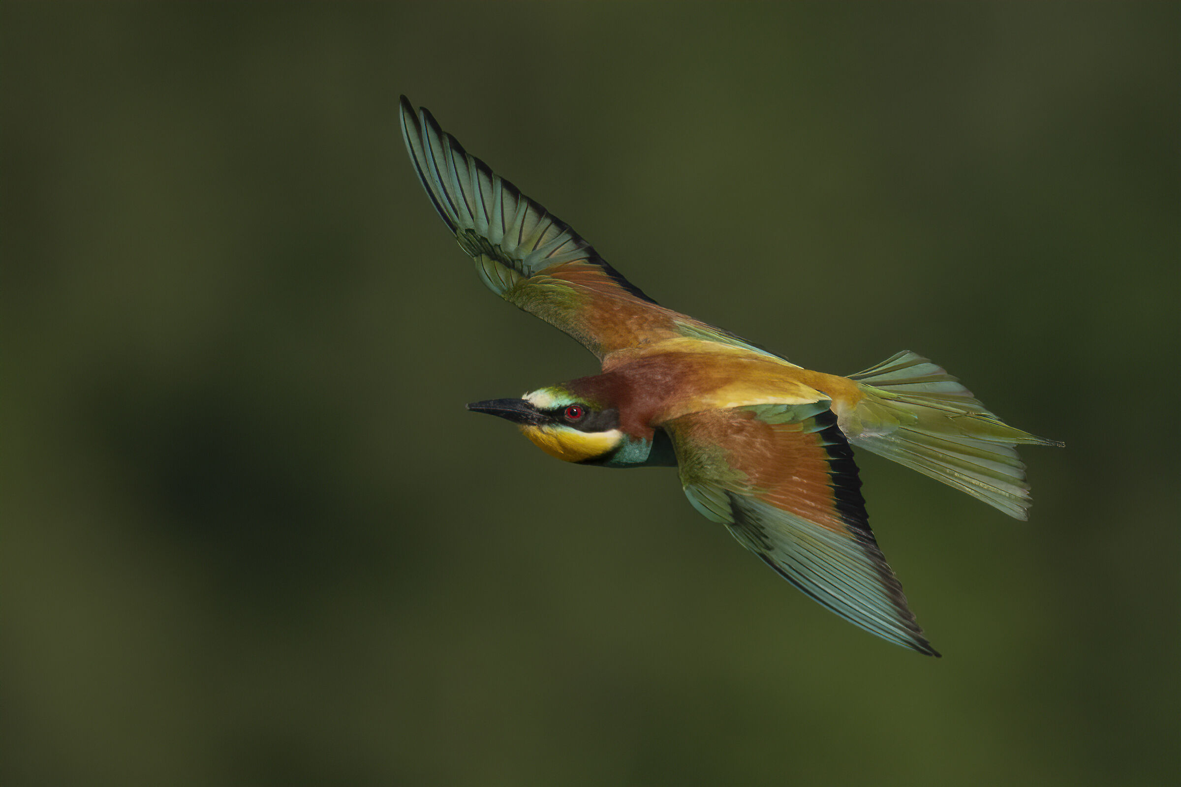 bee-eater