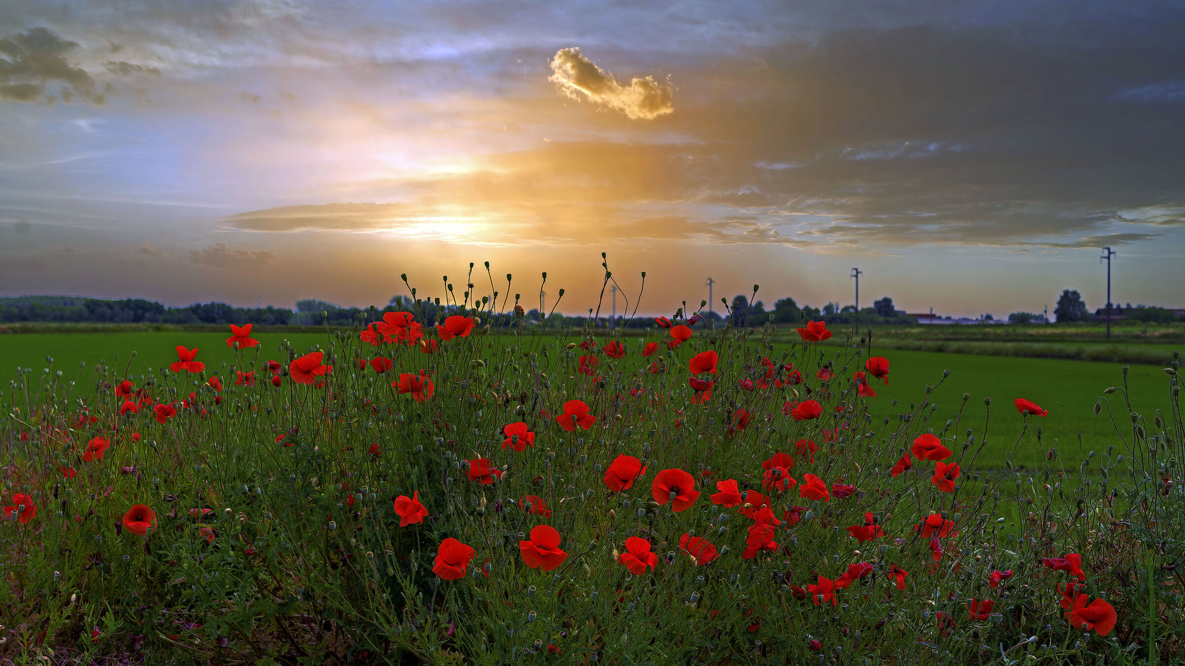 Un bouquet di papaveri