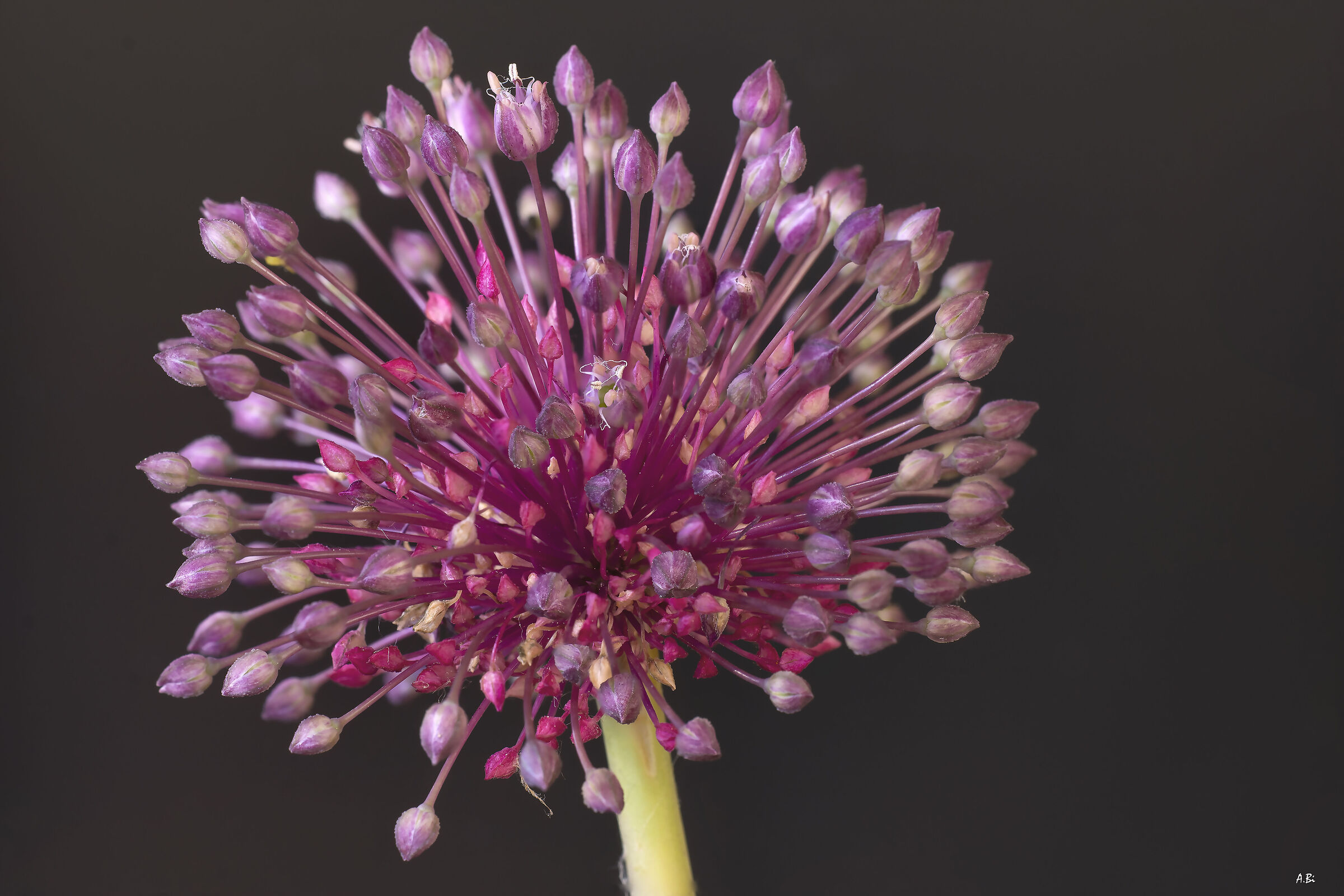 Allium