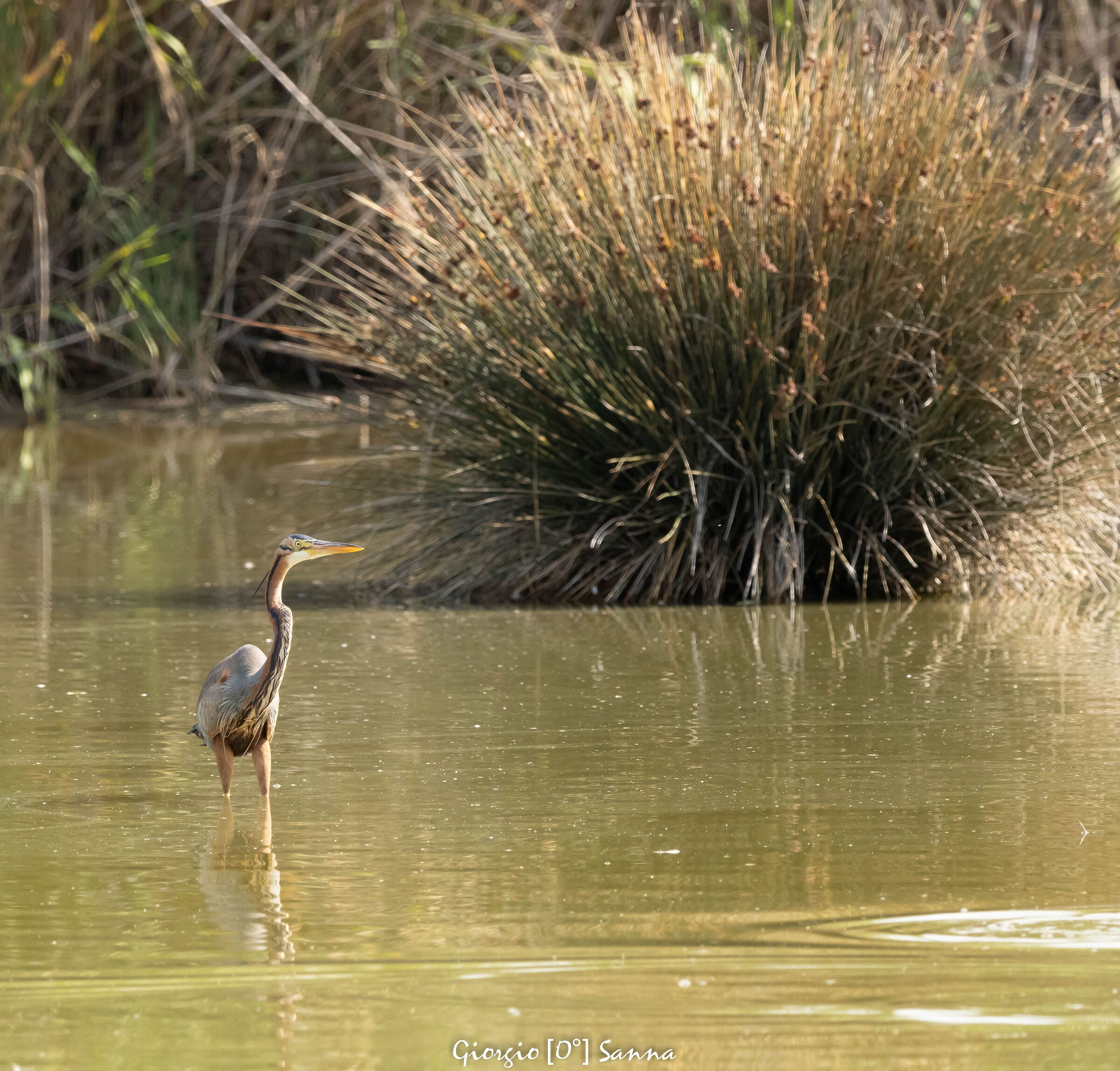purple heron