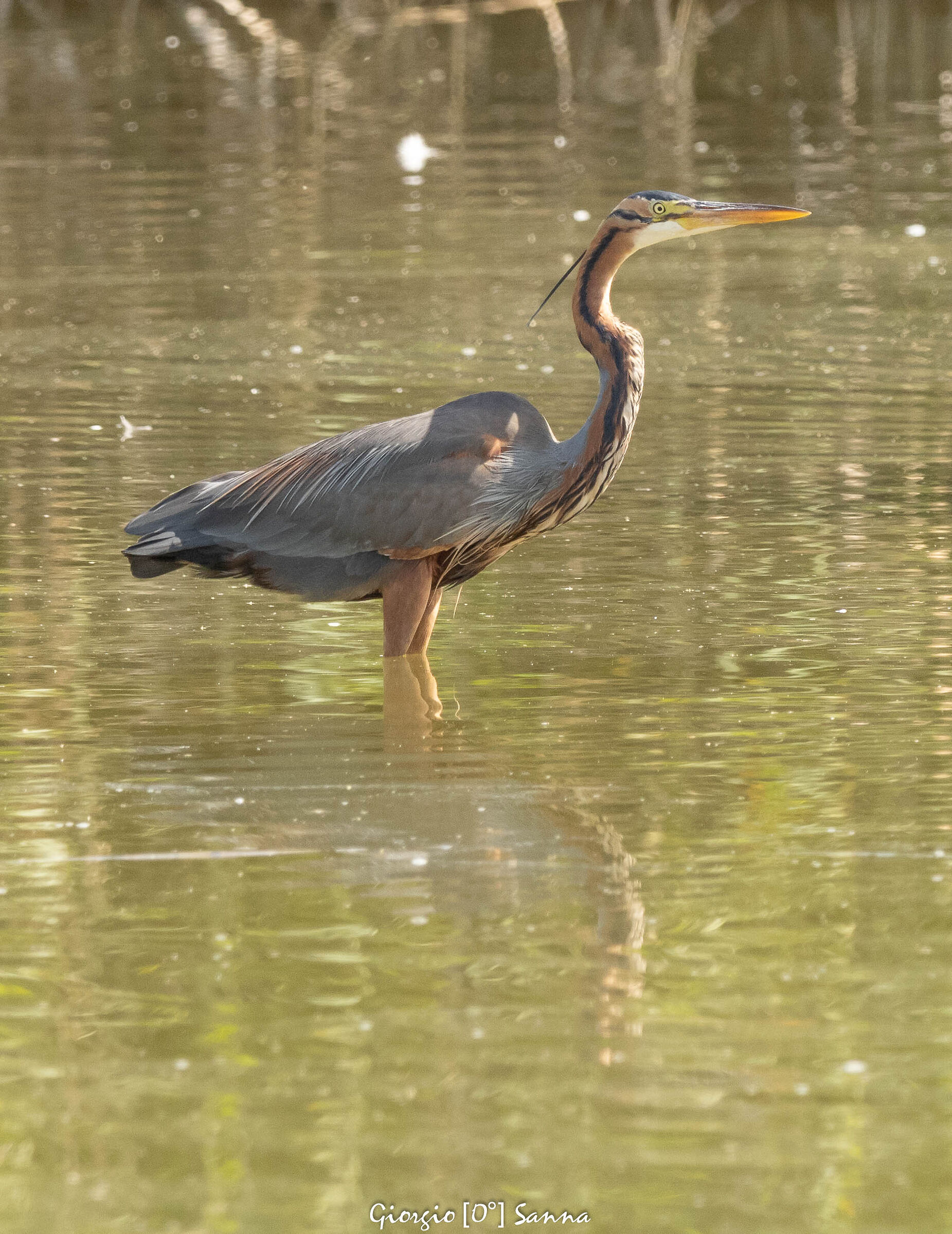 purple heron