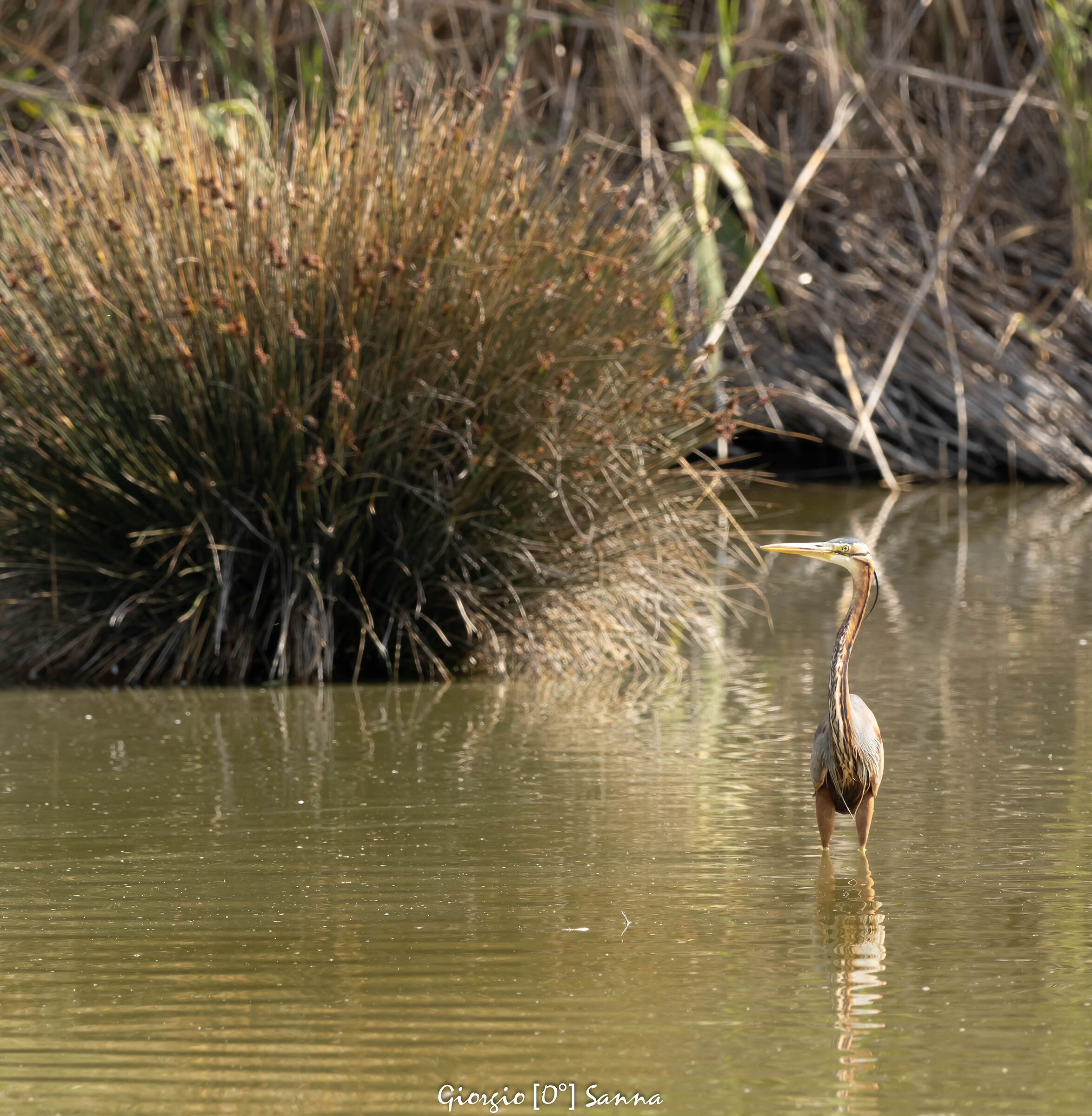 purple heron