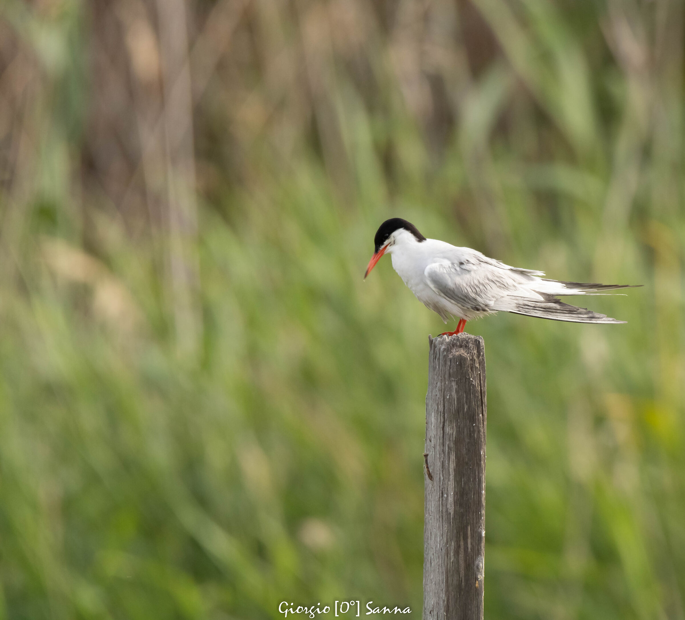 Common tern