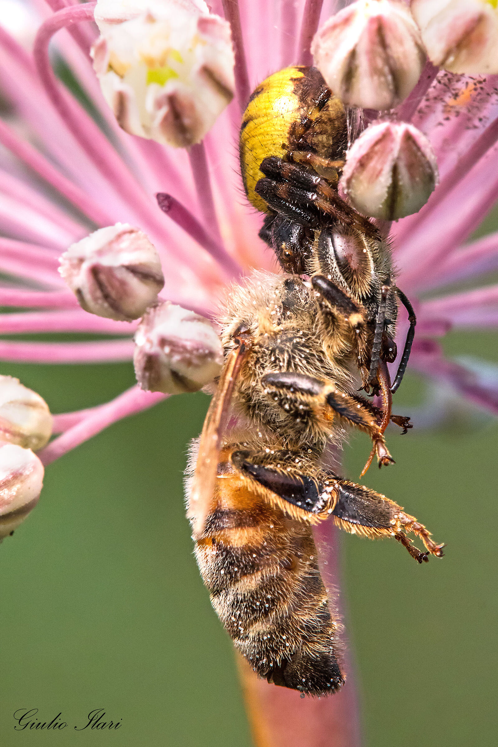 Ragno Napoleone uccide ape