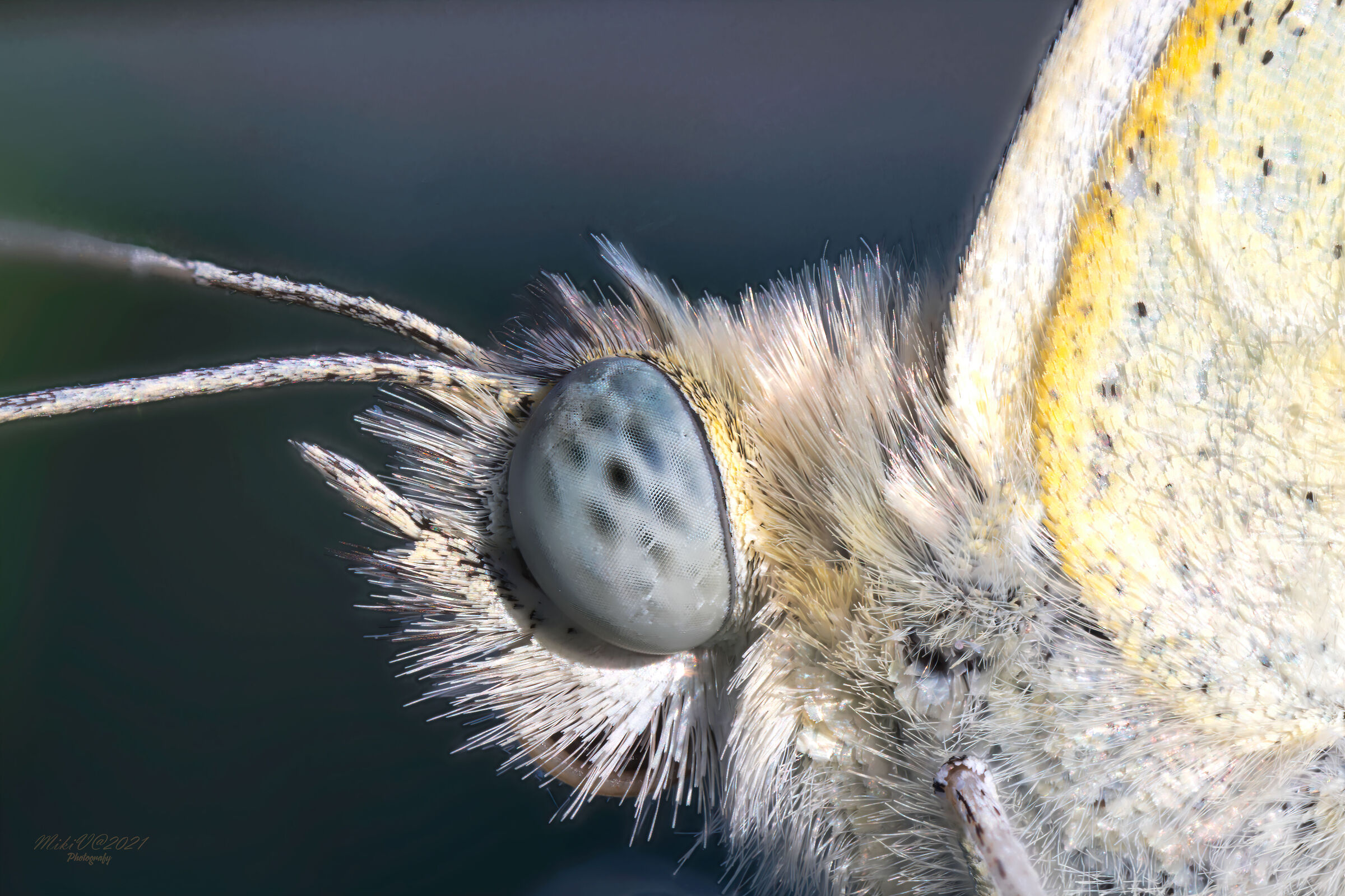 Dettaglio di cavolaia