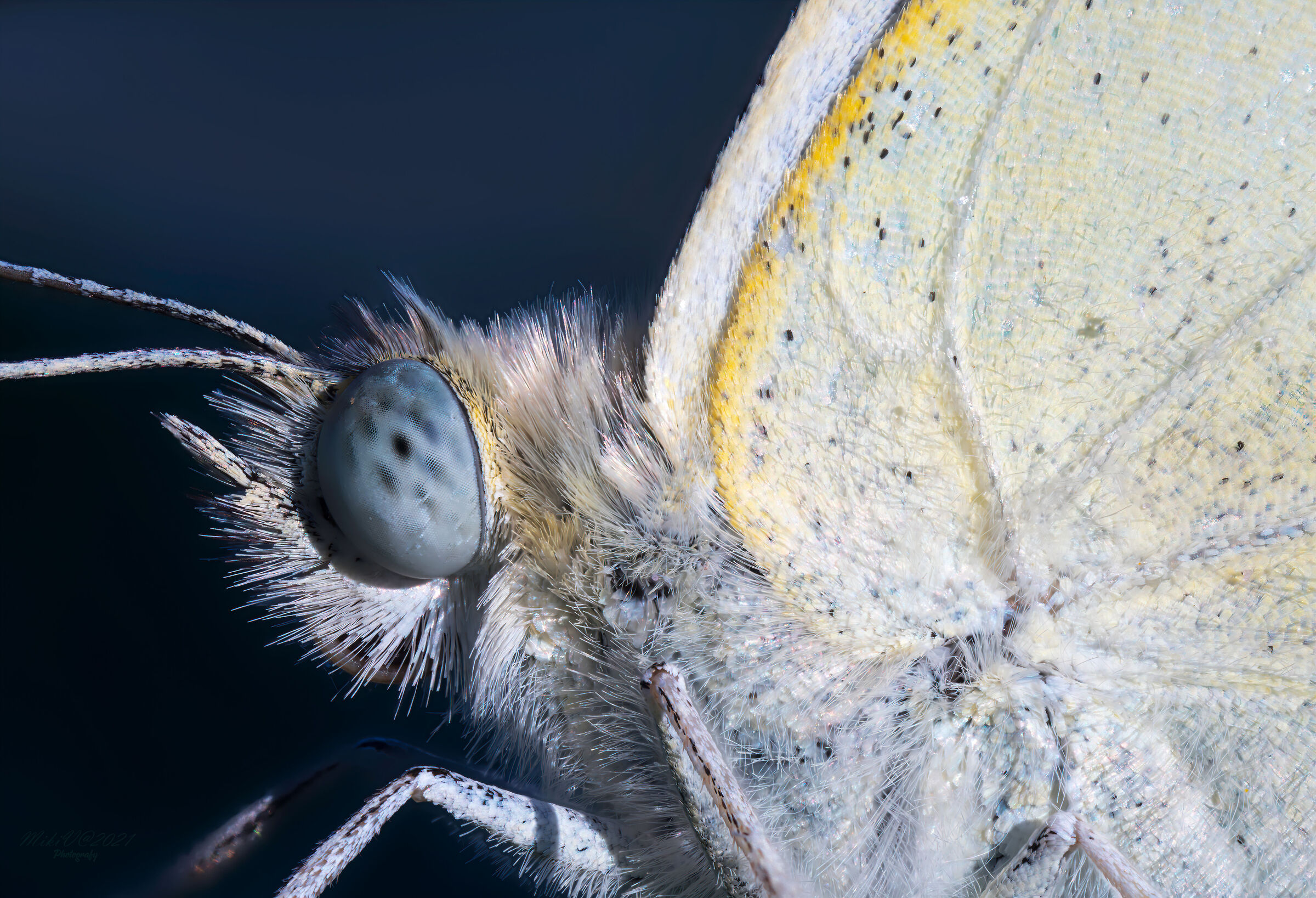 Dettaglio di cavolaia