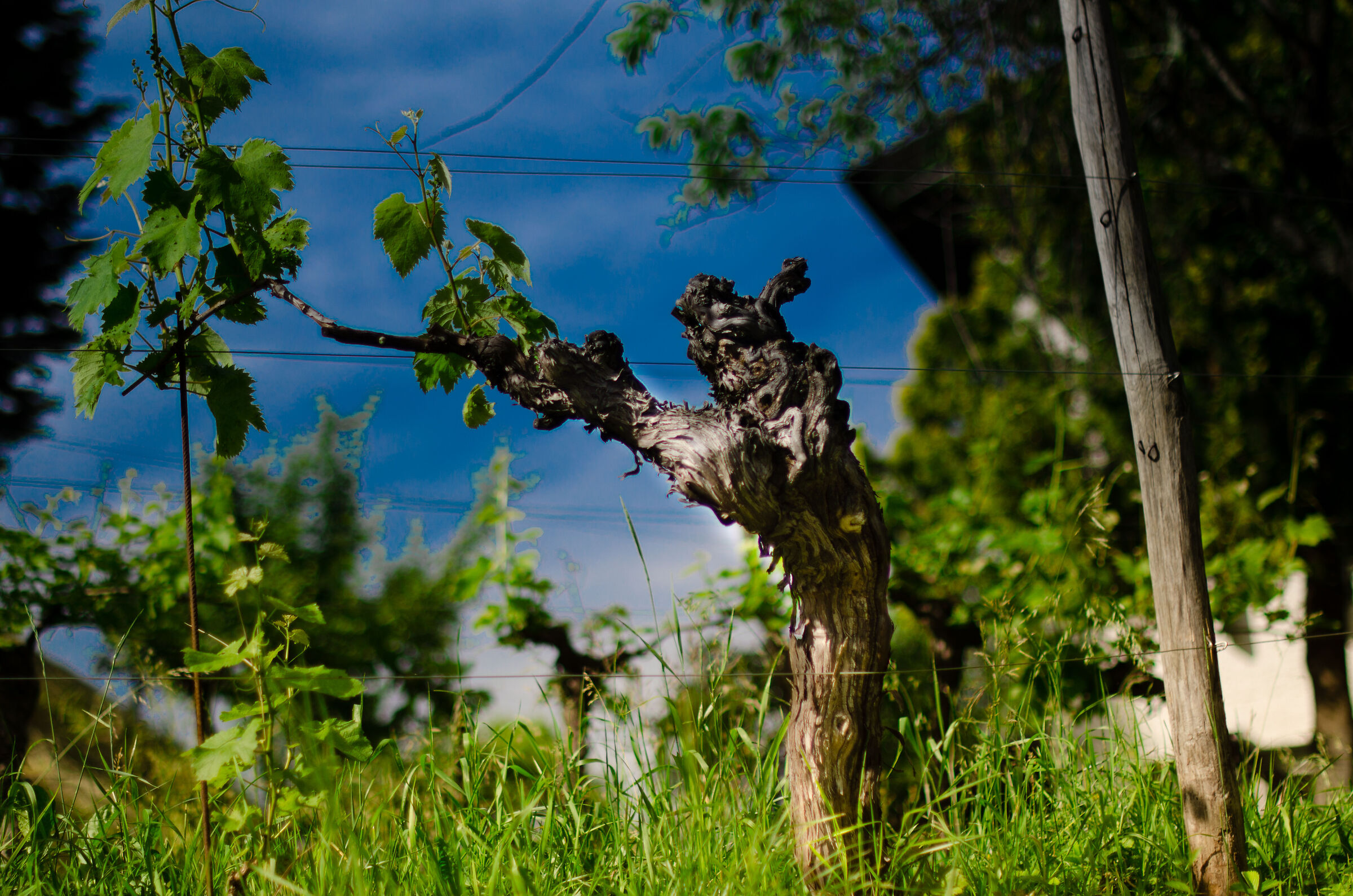 first vine virgultes