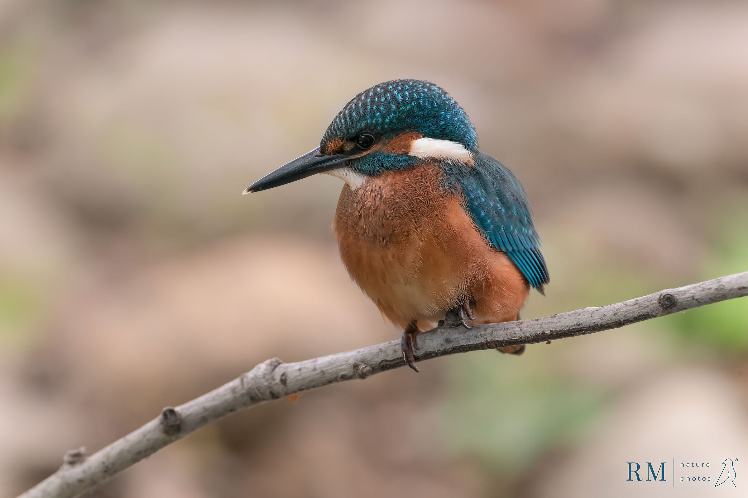 Alcedo atthis - Young