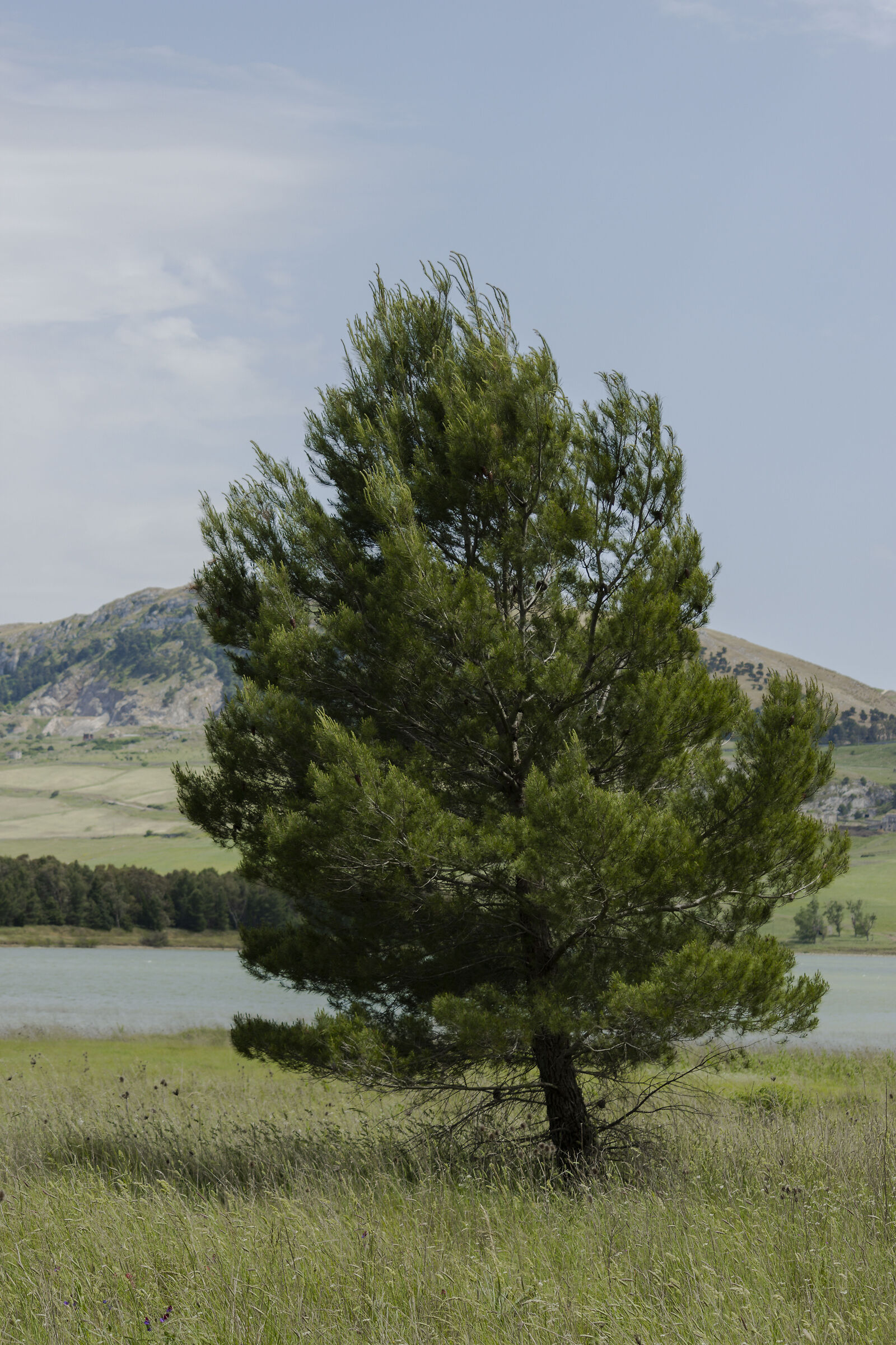 The Tree of Piana