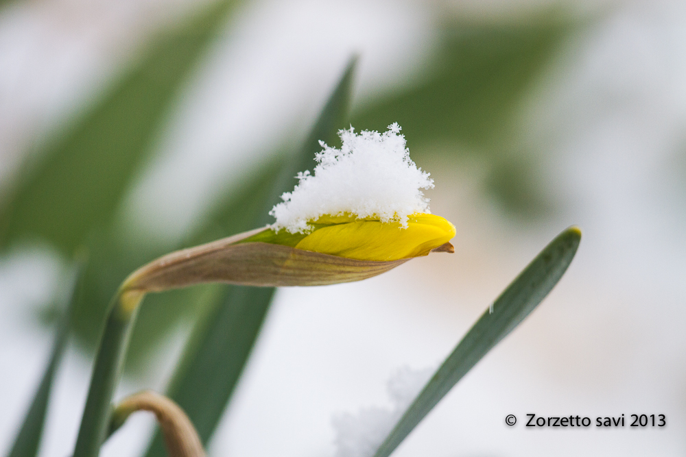 inizio  di primavera