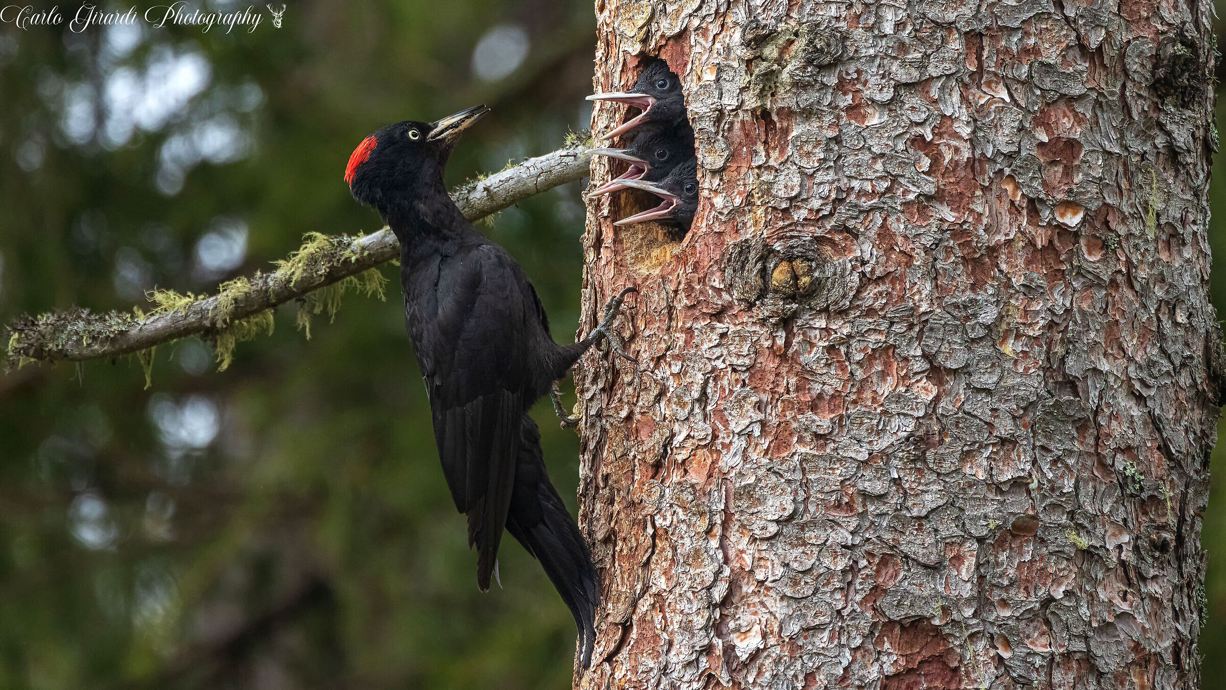 Tre bocche da sfamare. Picchio Nero