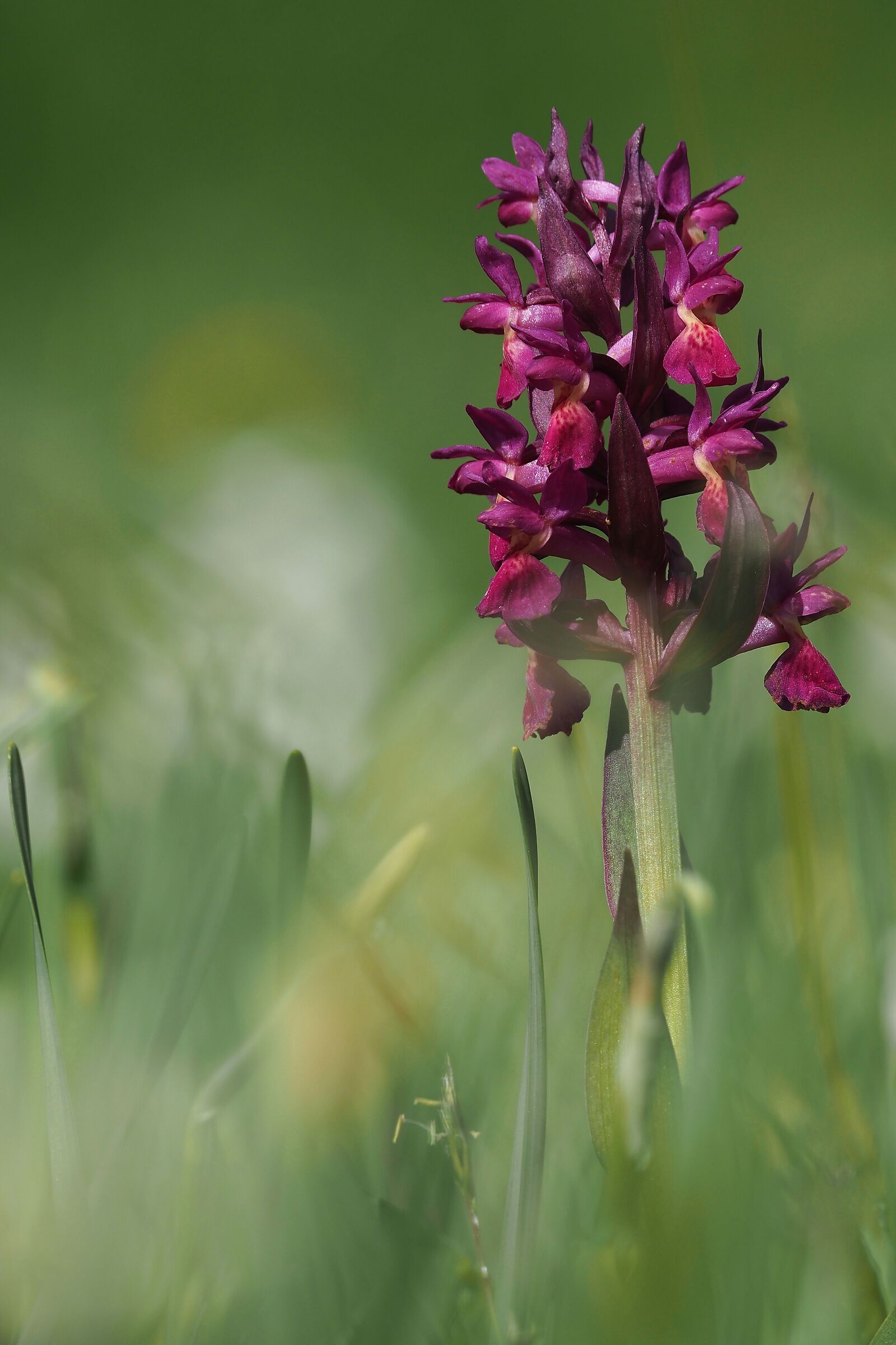 Tra il bianco dei narcisi