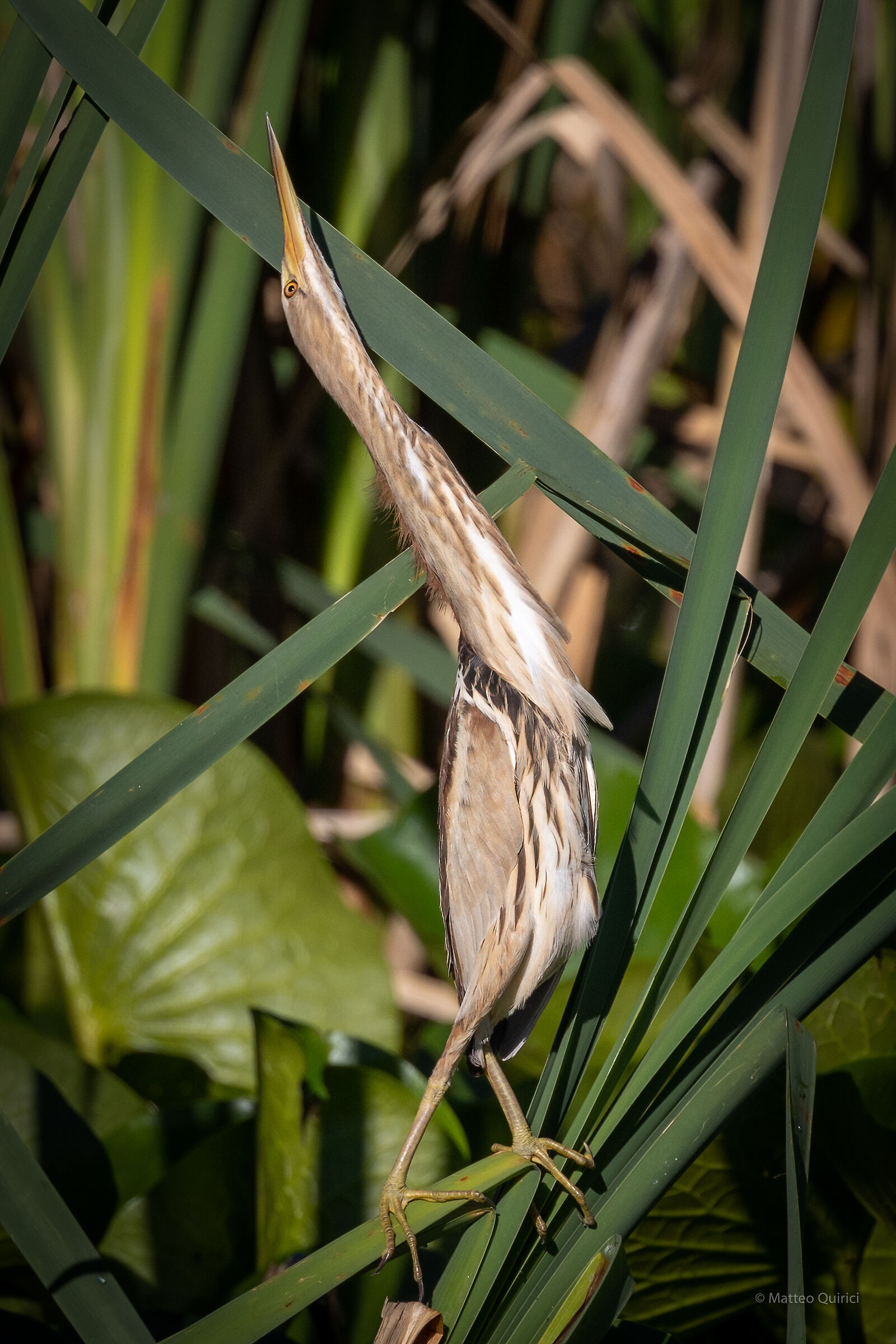 Stretching tarabusin