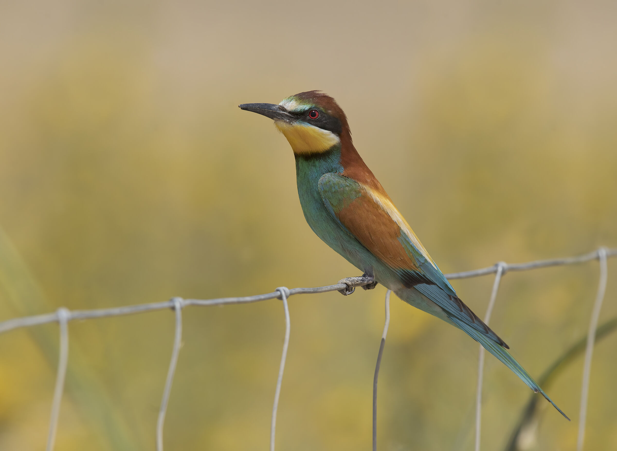 bee-eater