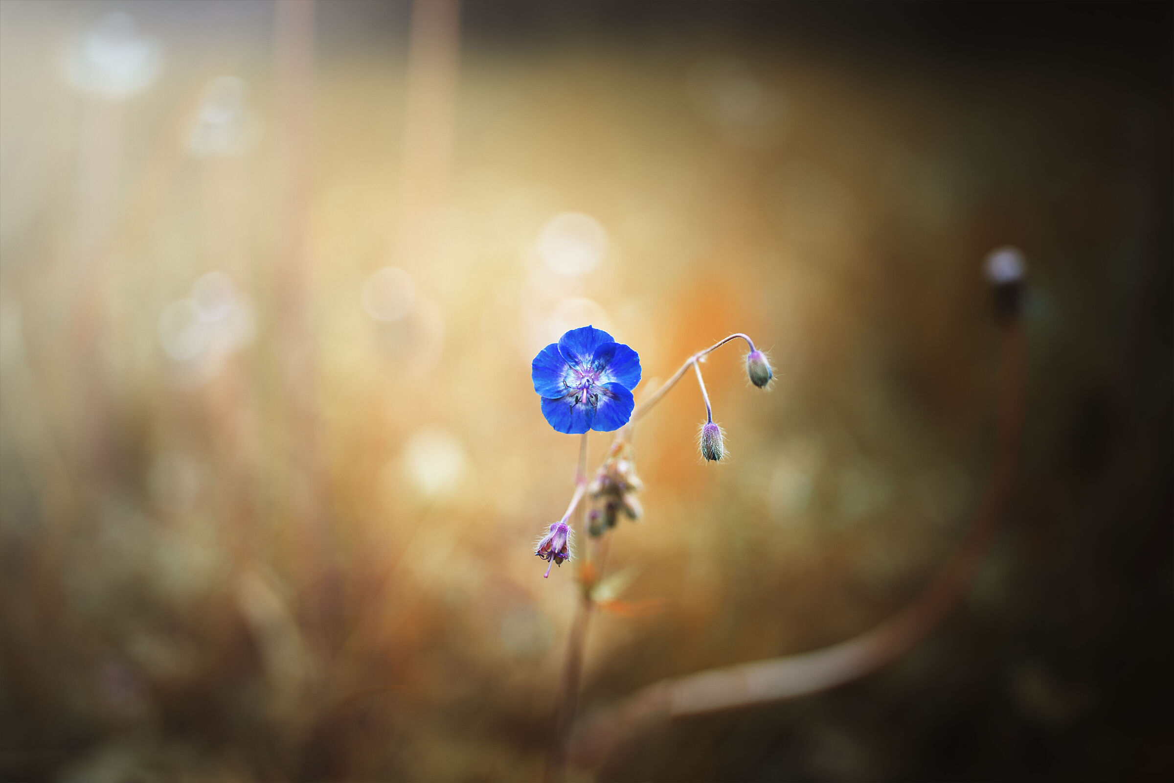 RETURN OF SUMMER