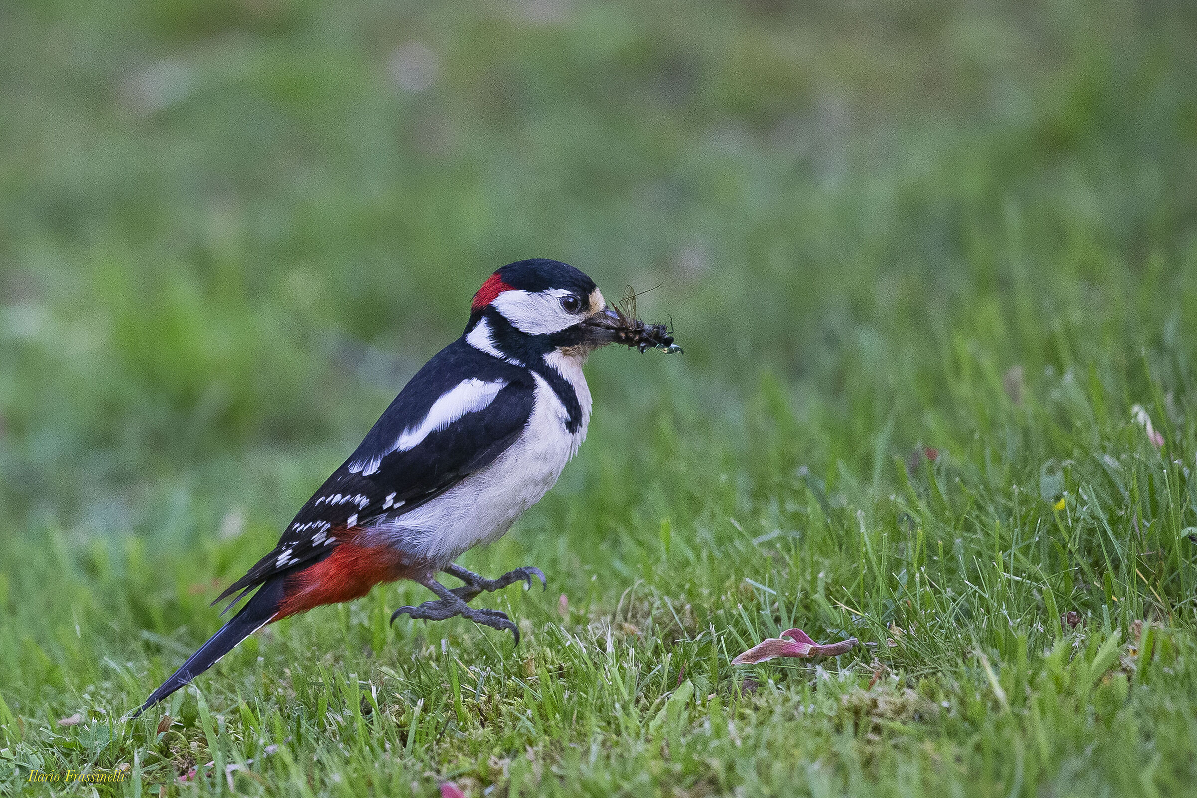 Picchio rosso maggiore