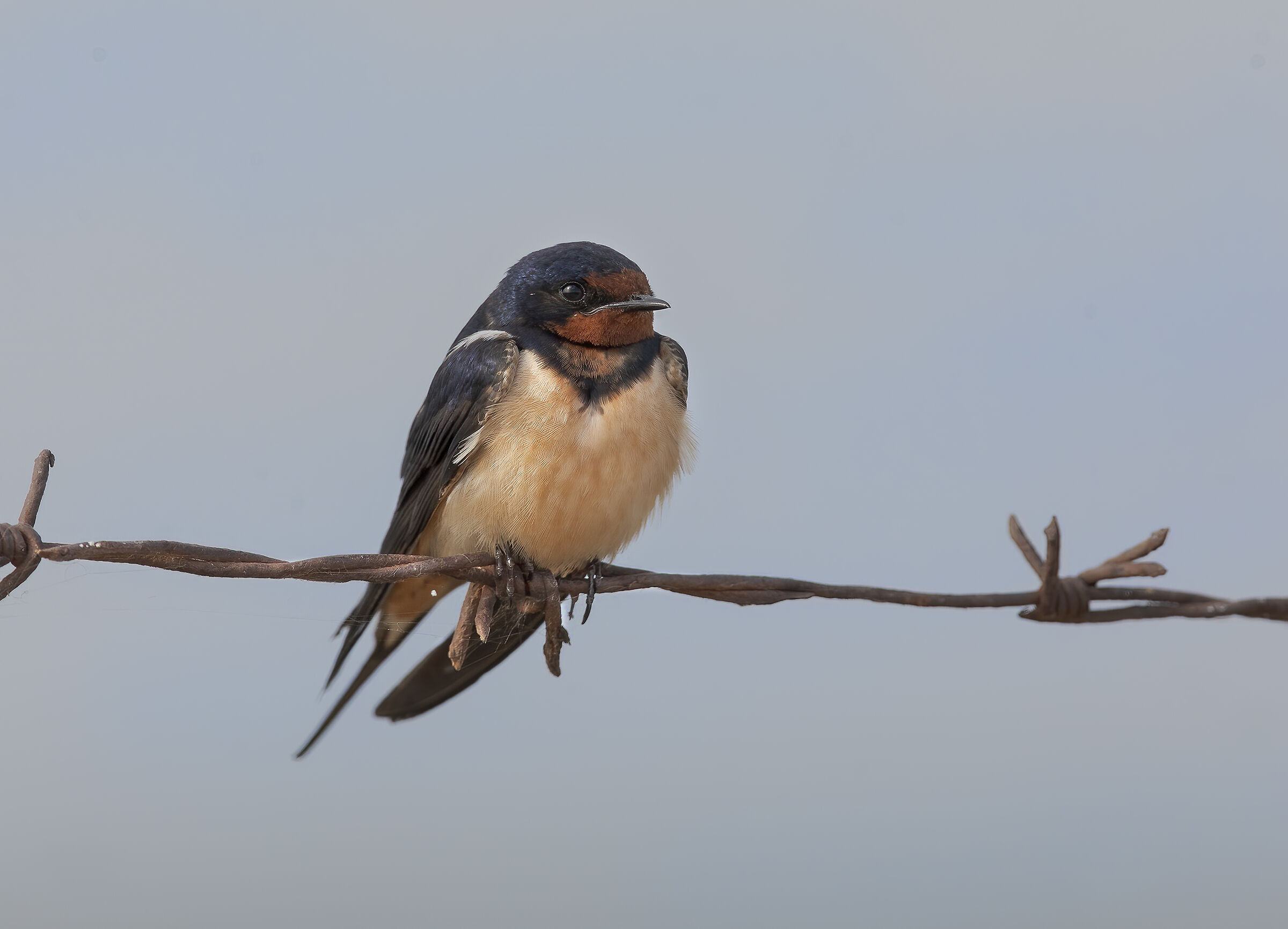 rondinella..........