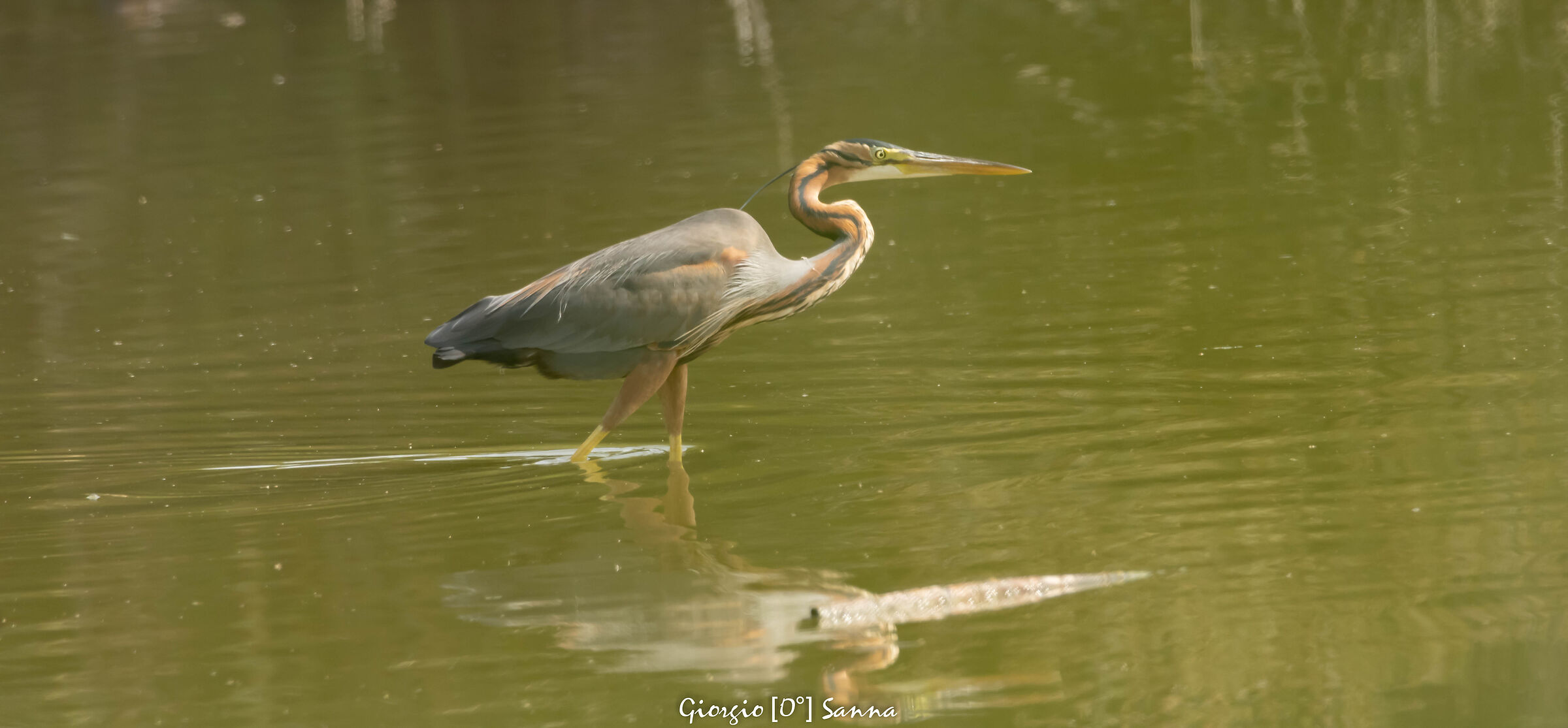 purple heron