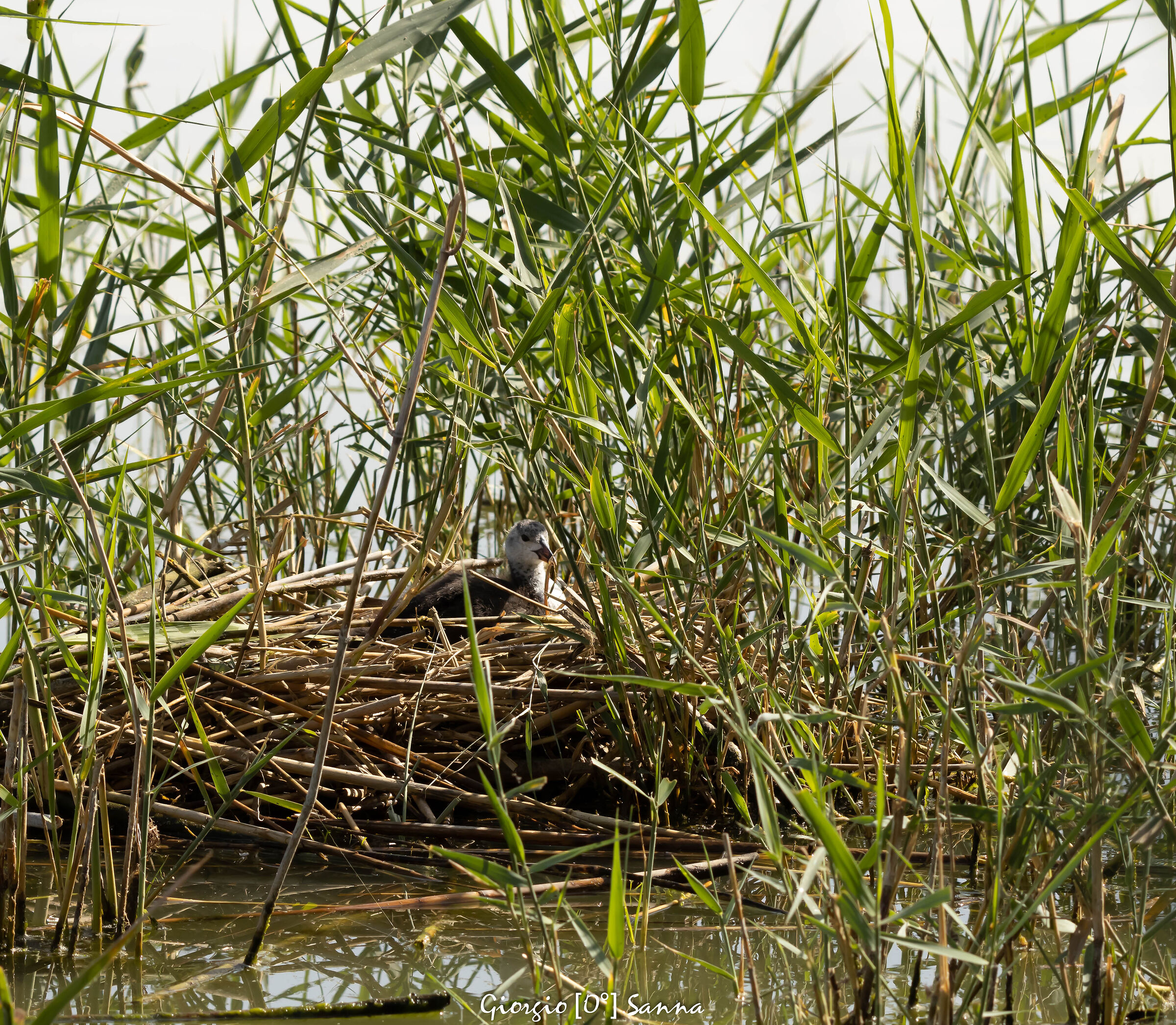 Water gallinule