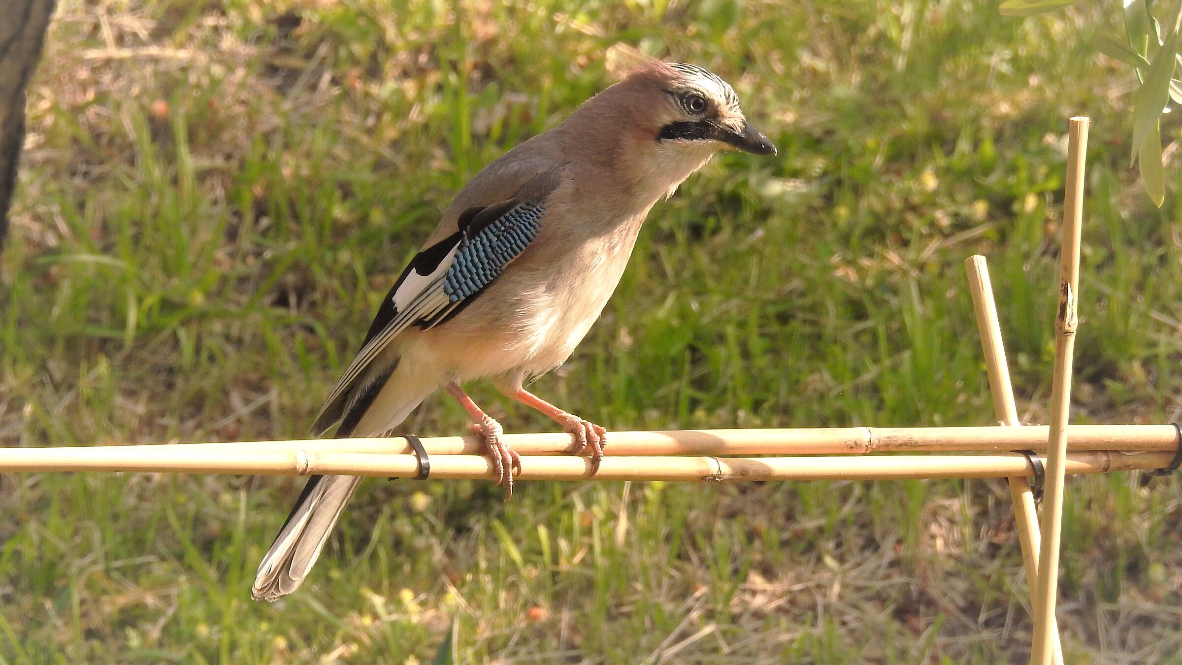 Sono maturi i pomodori?
