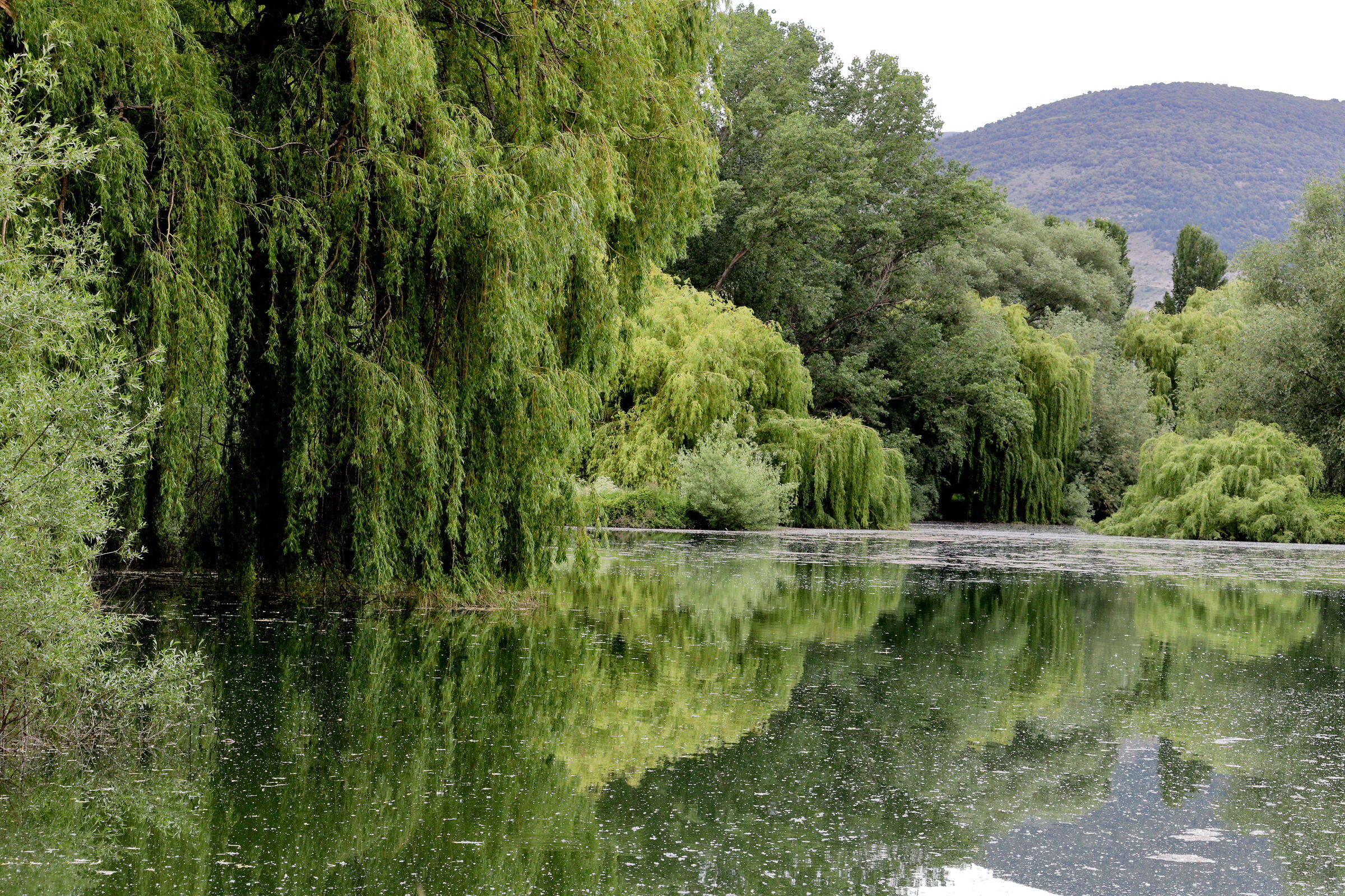 il trionfo del verde