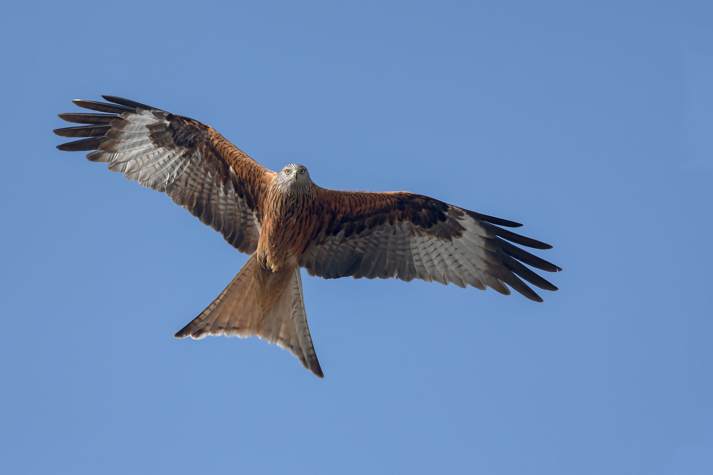 Nibbio reale (Milvus milvus)