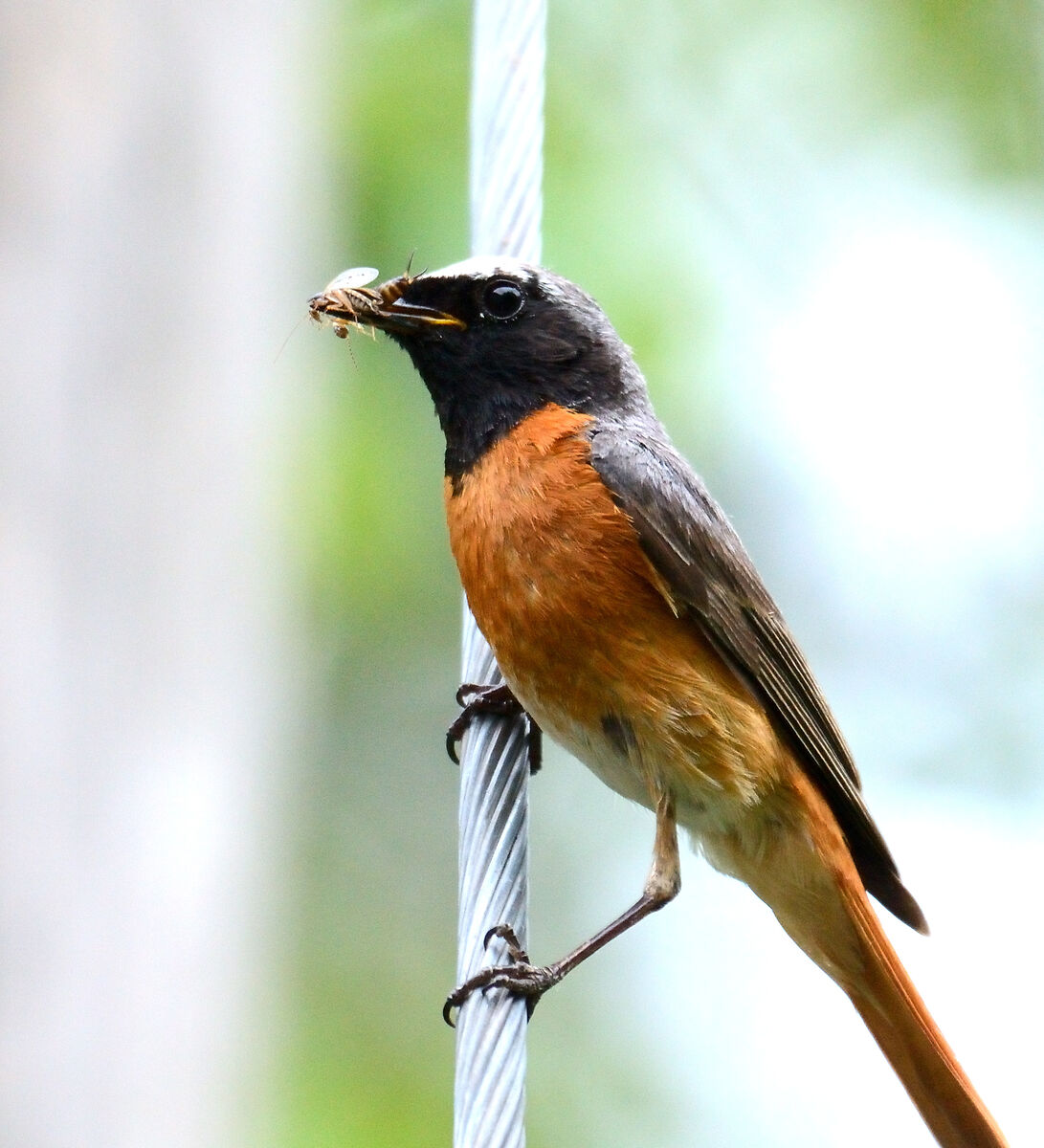 Food delivery per pulli