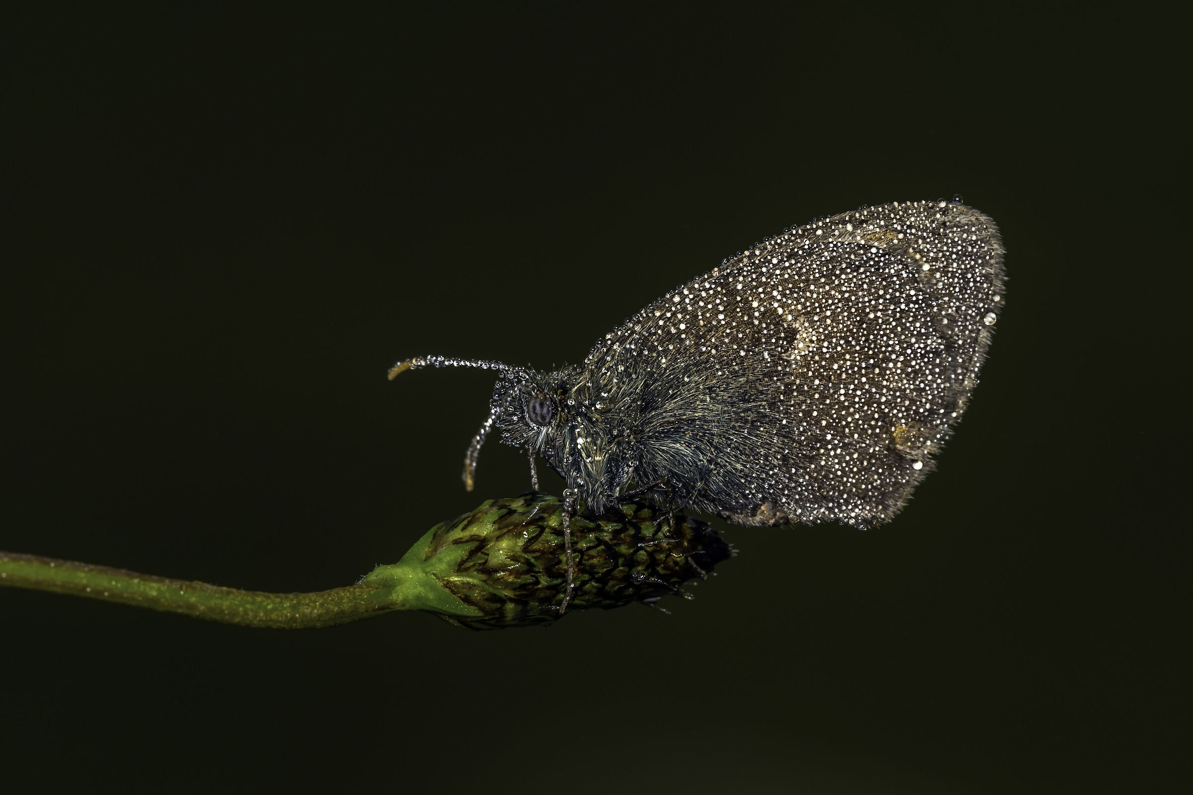 Sognare con le perle