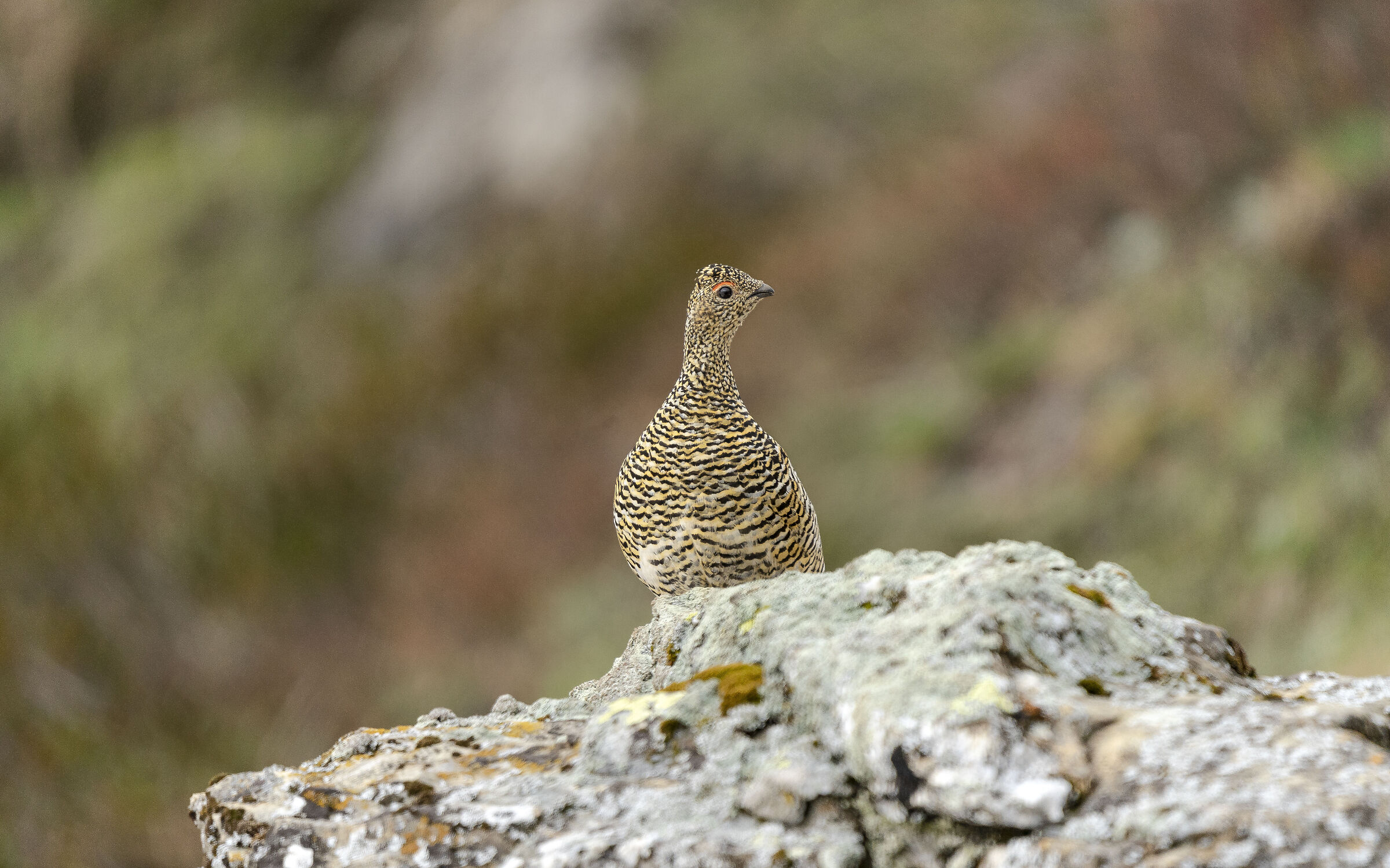 Female White Partridge