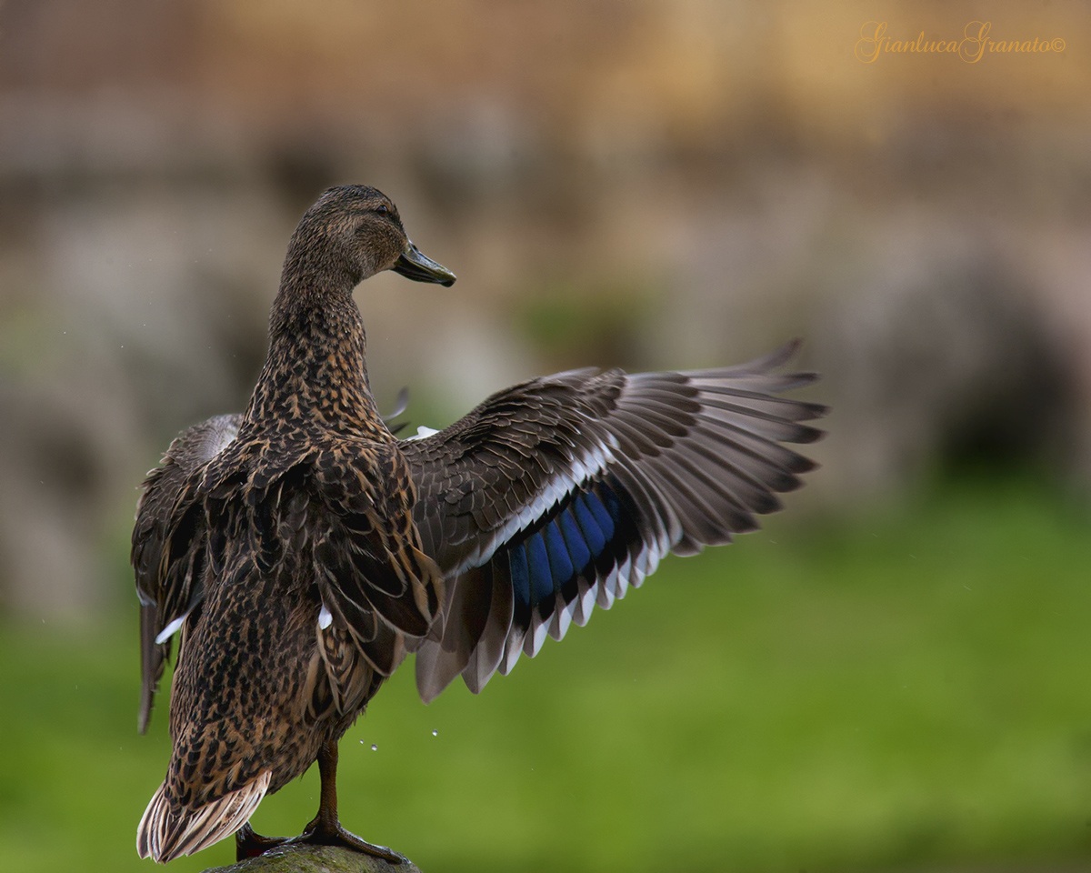 Germana of Acuedotti