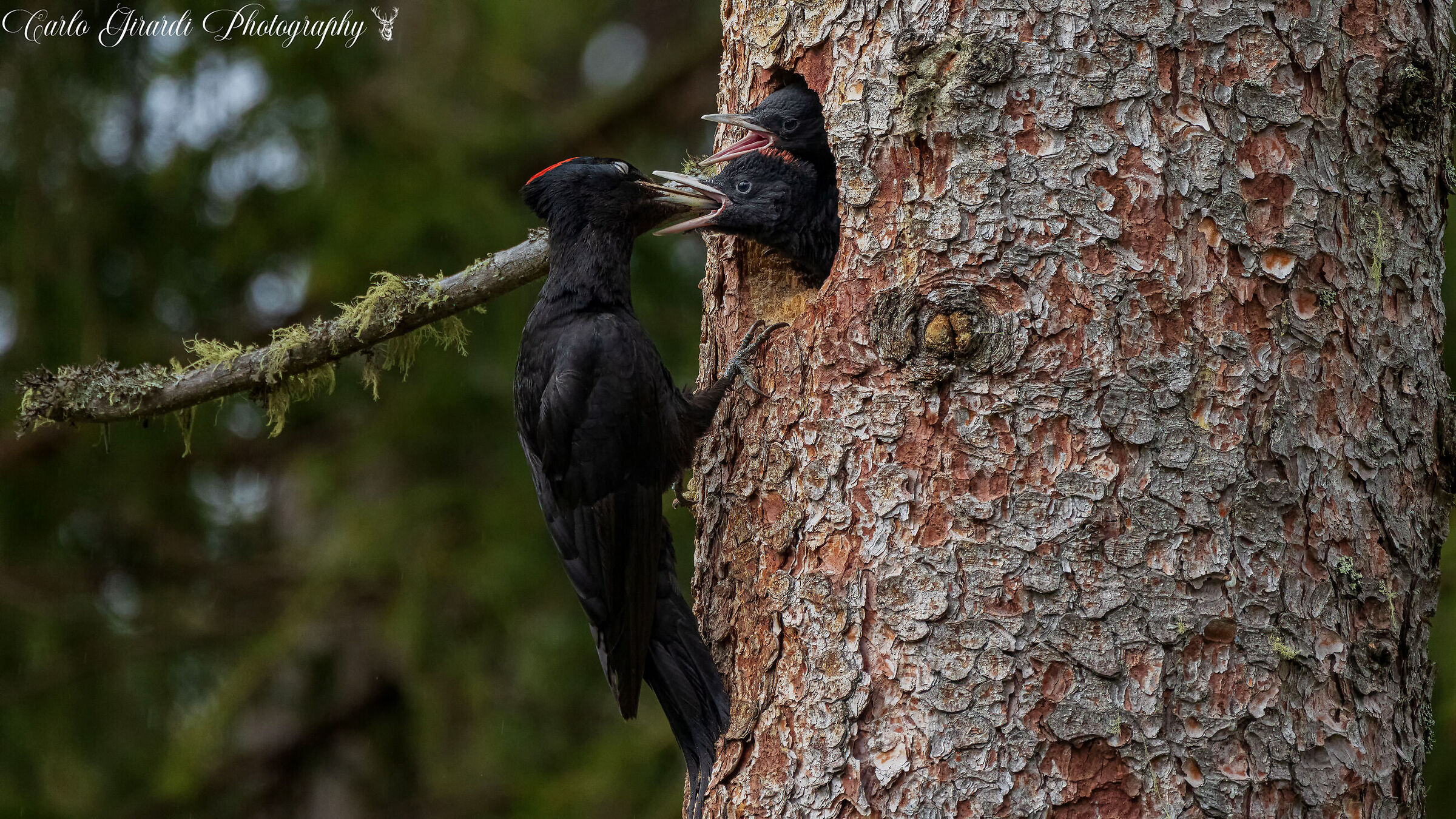 L'imbeccata Picchio Nero