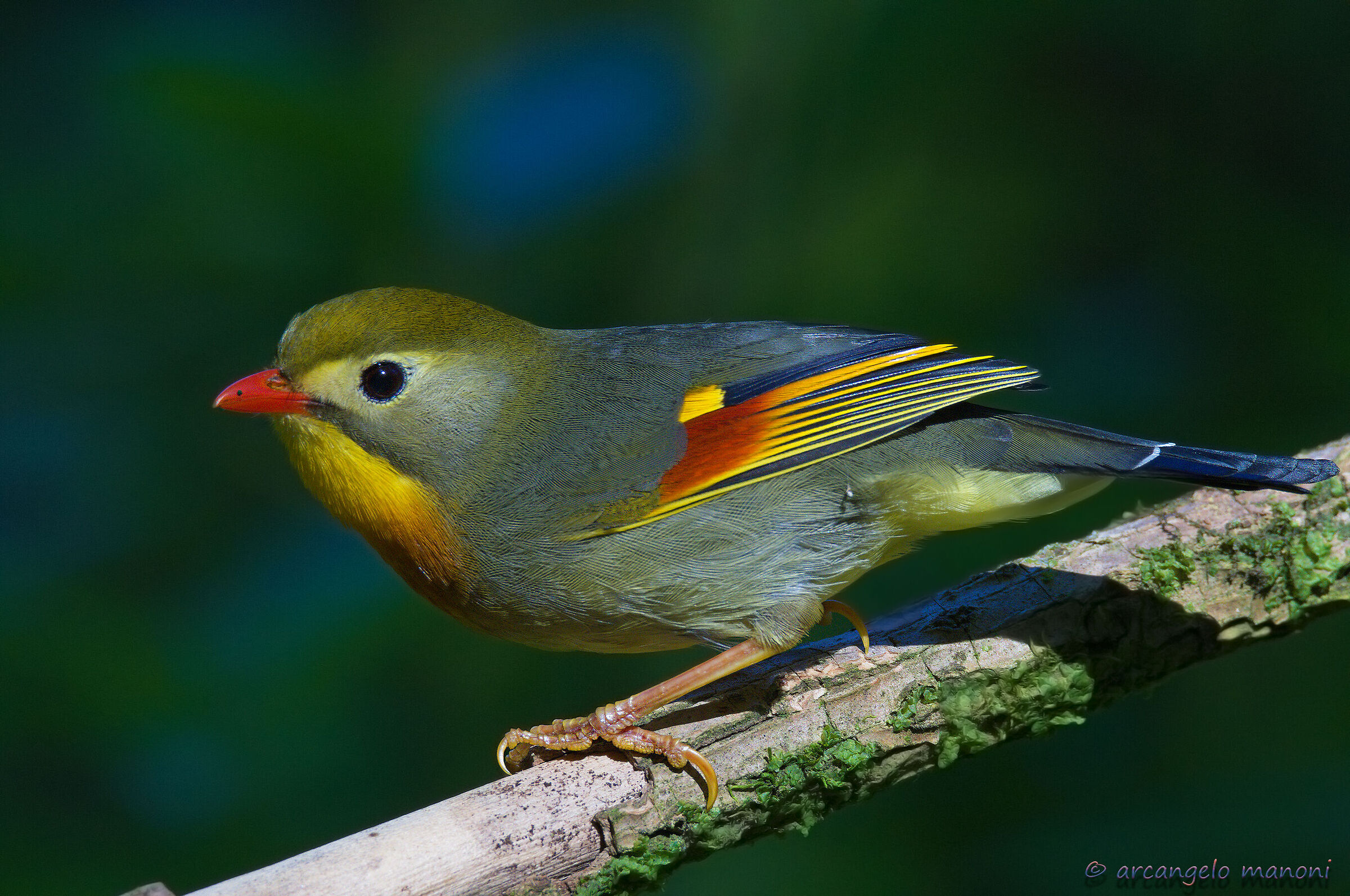 Got out of the leafy greens for a moment