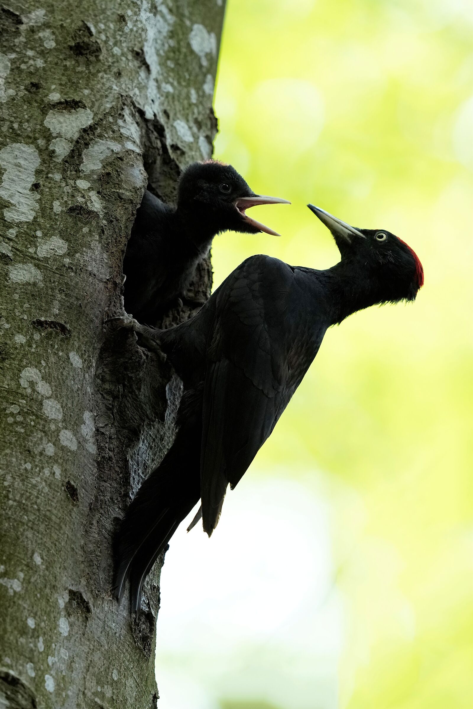 black woodpecker m. with pullo