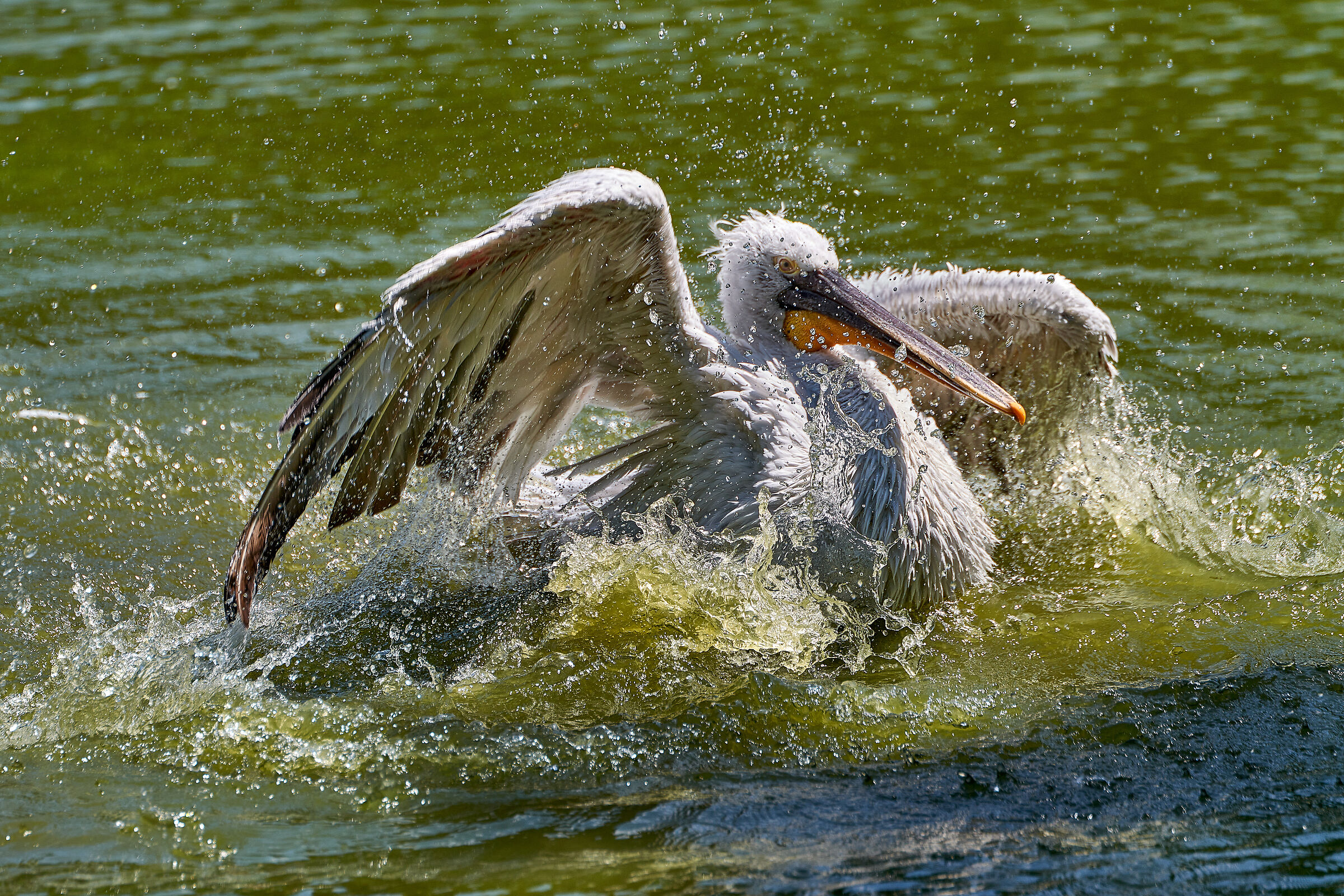 splash