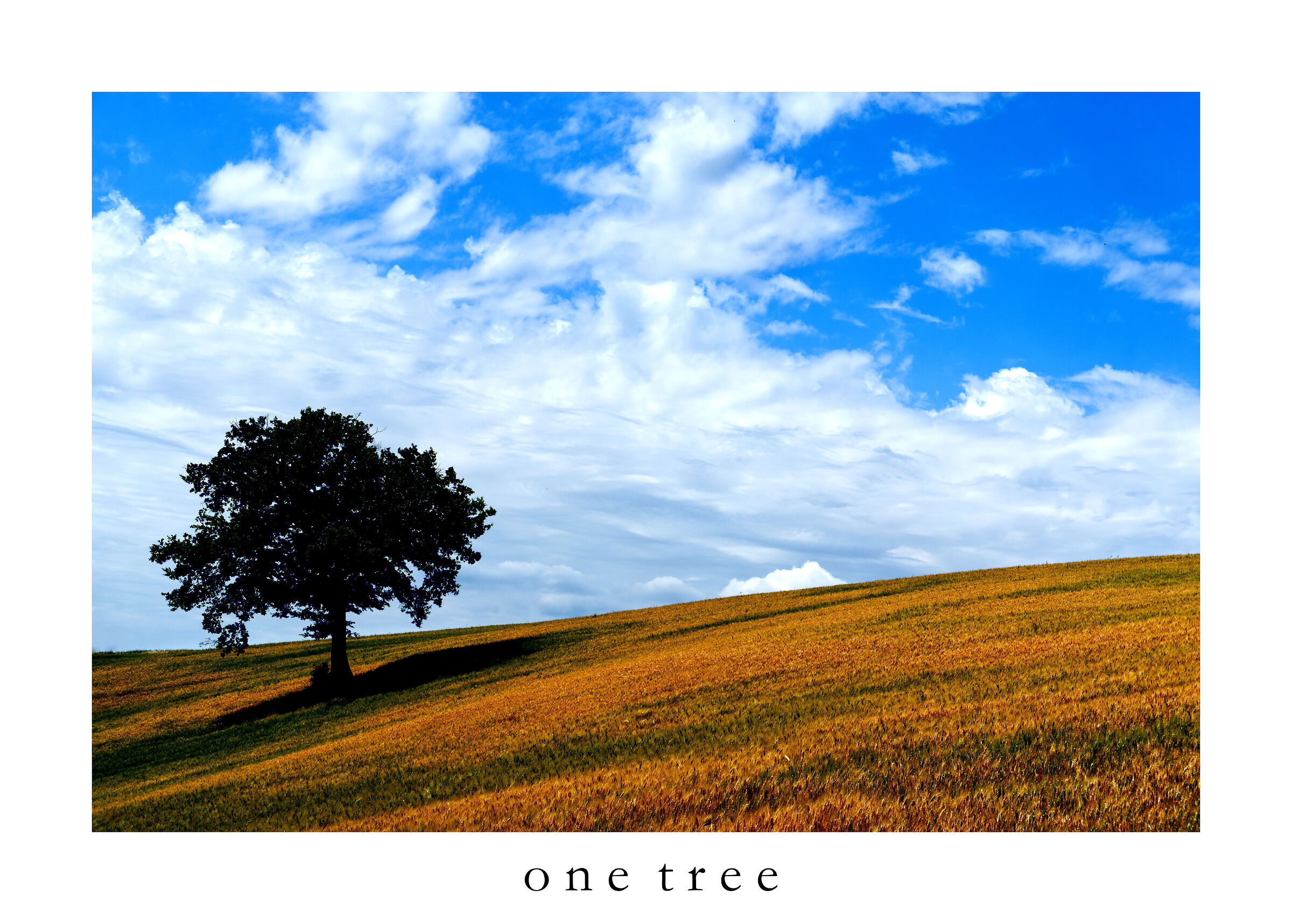 One Tree