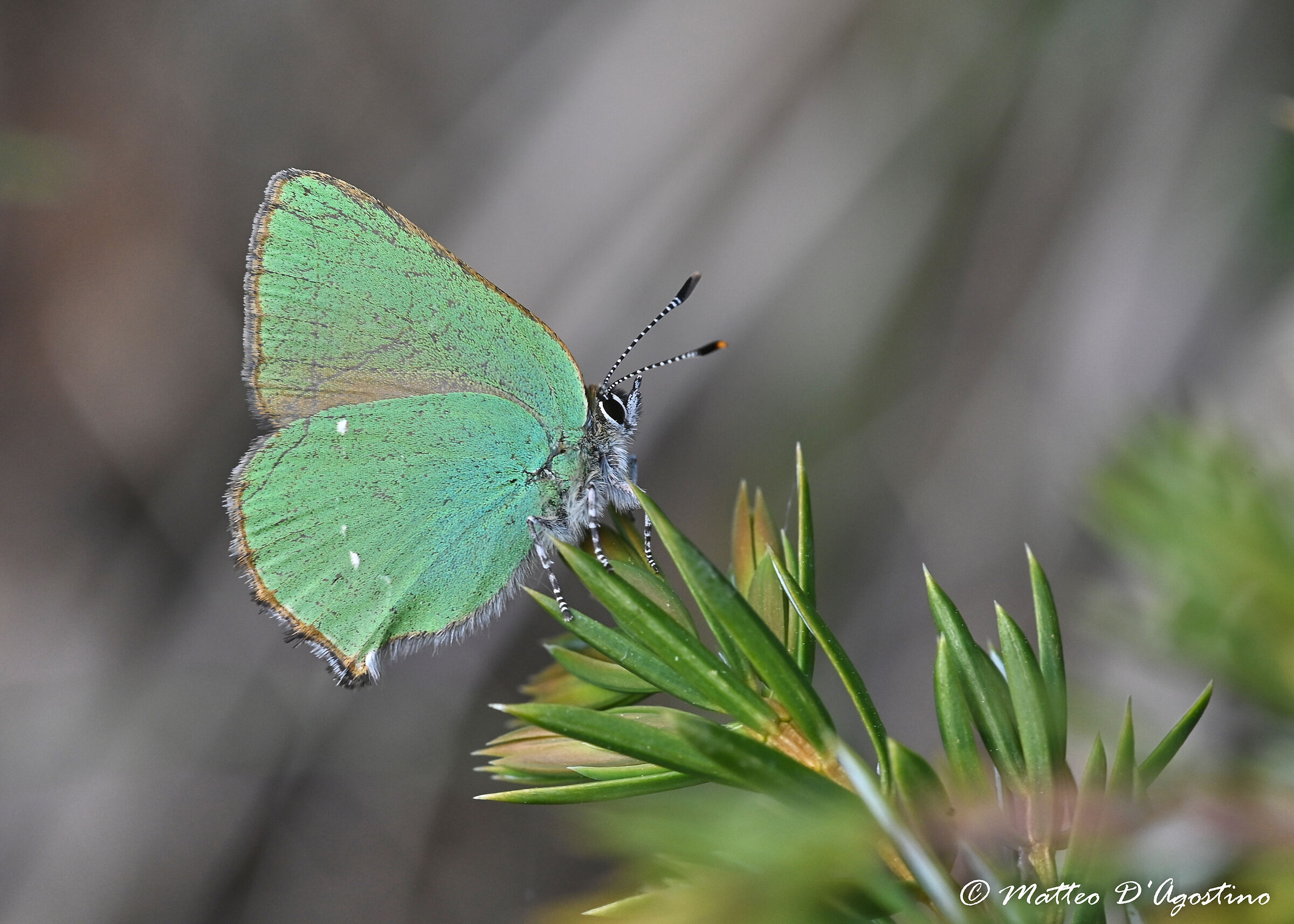 Callophrys rubi