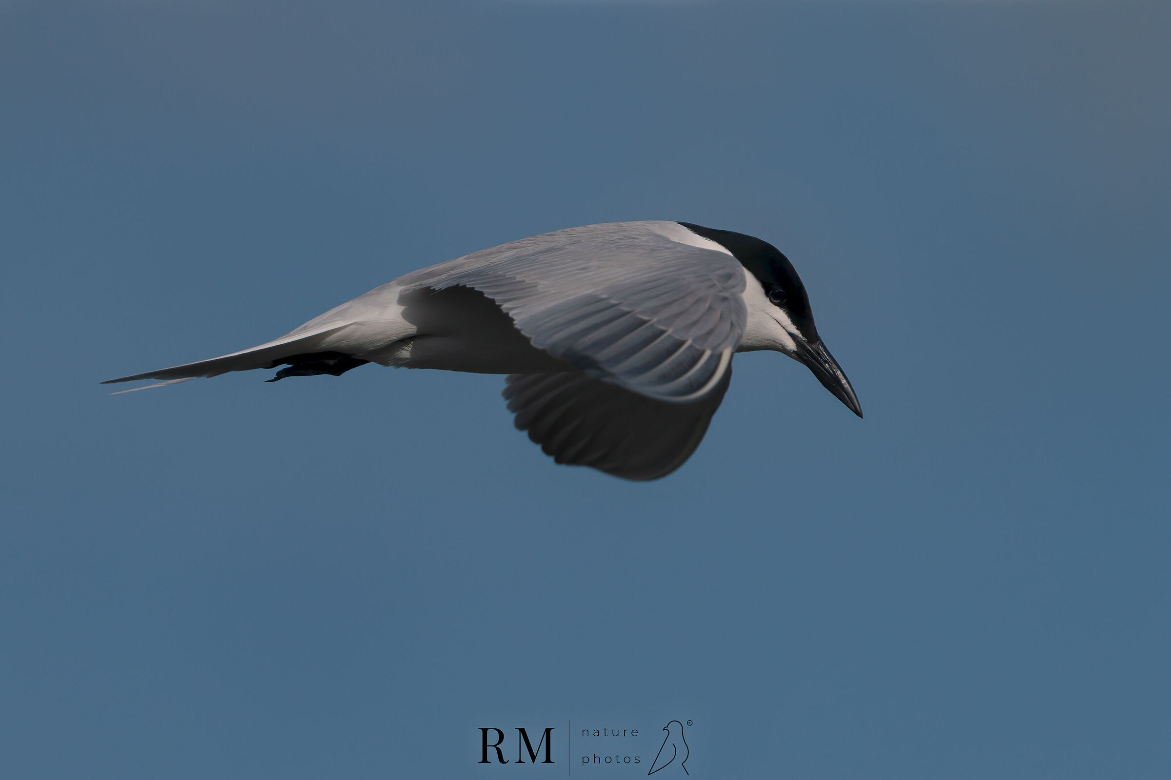 Black-legged Tern (Gelochelidon nilotica)
