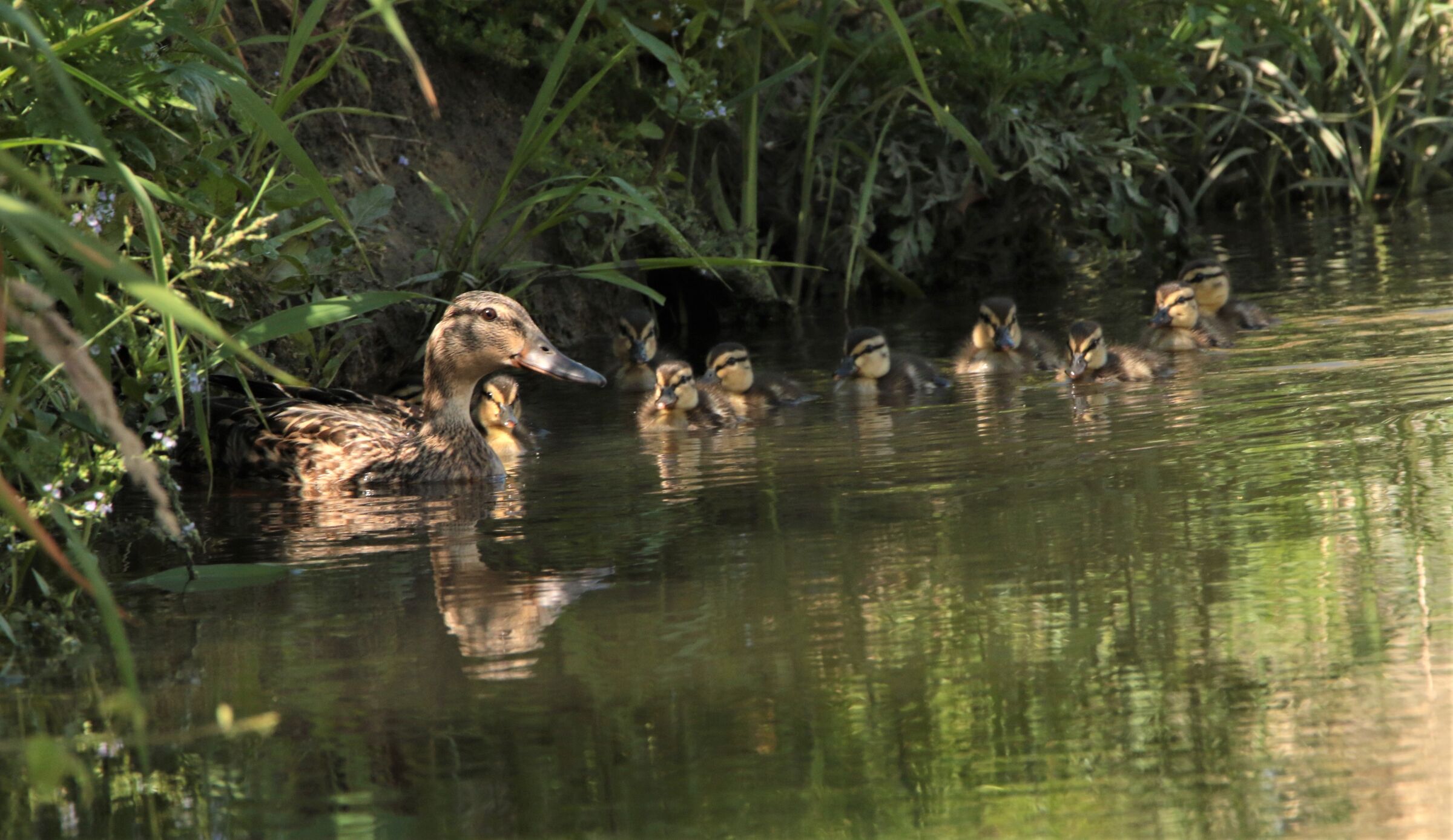"Le Mamme di una Volta"
