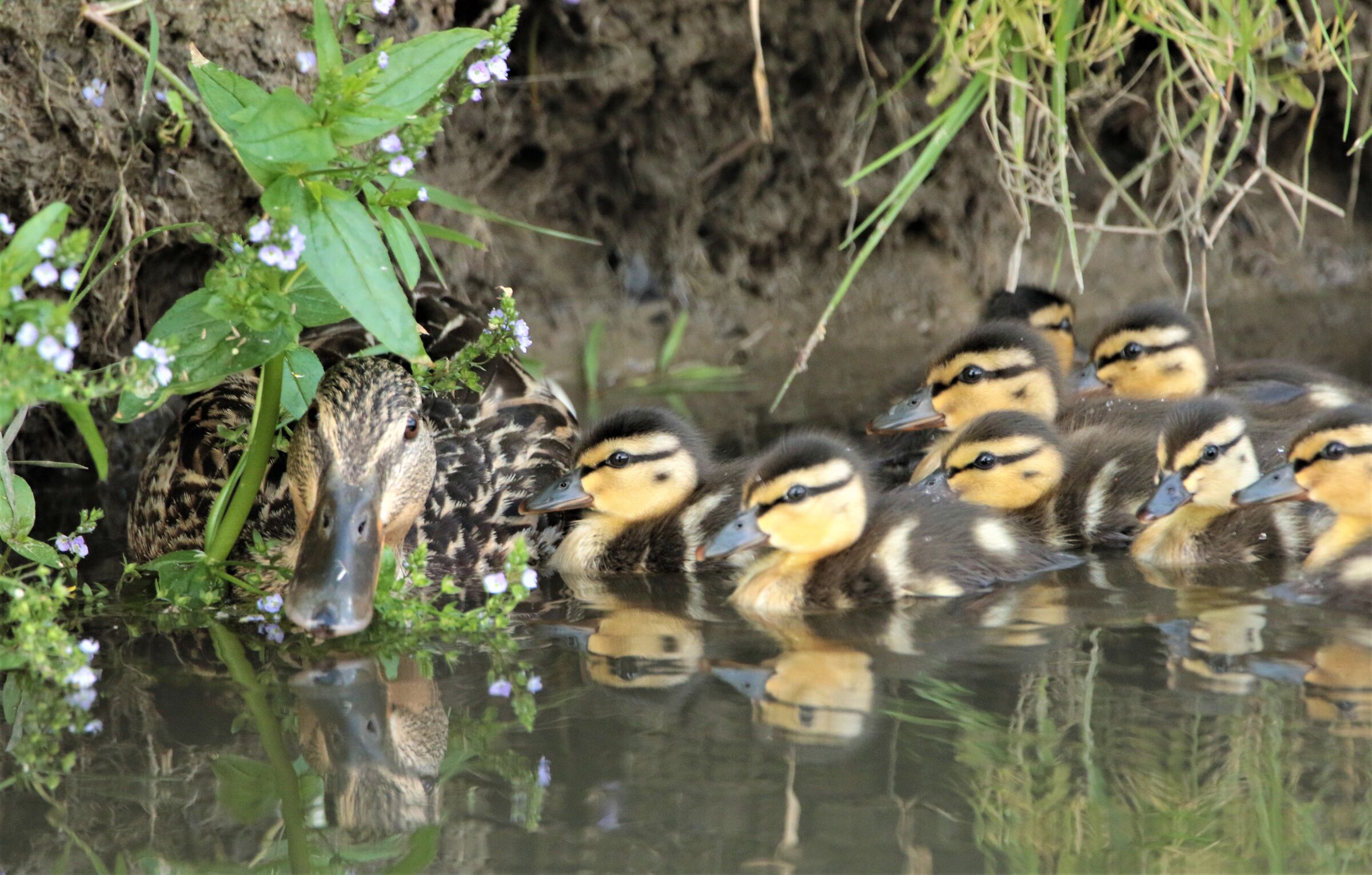 stiamo vicini vicini