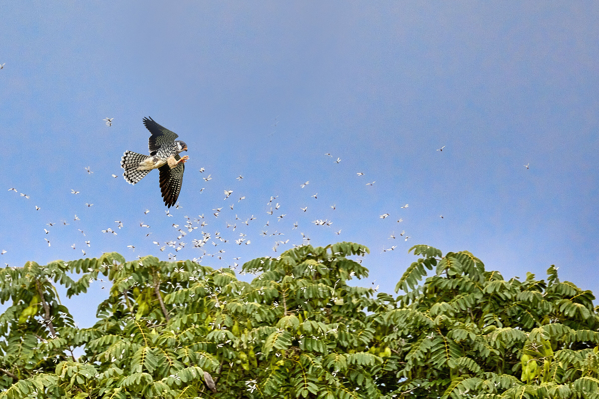 Falco dell'Amur a caccia