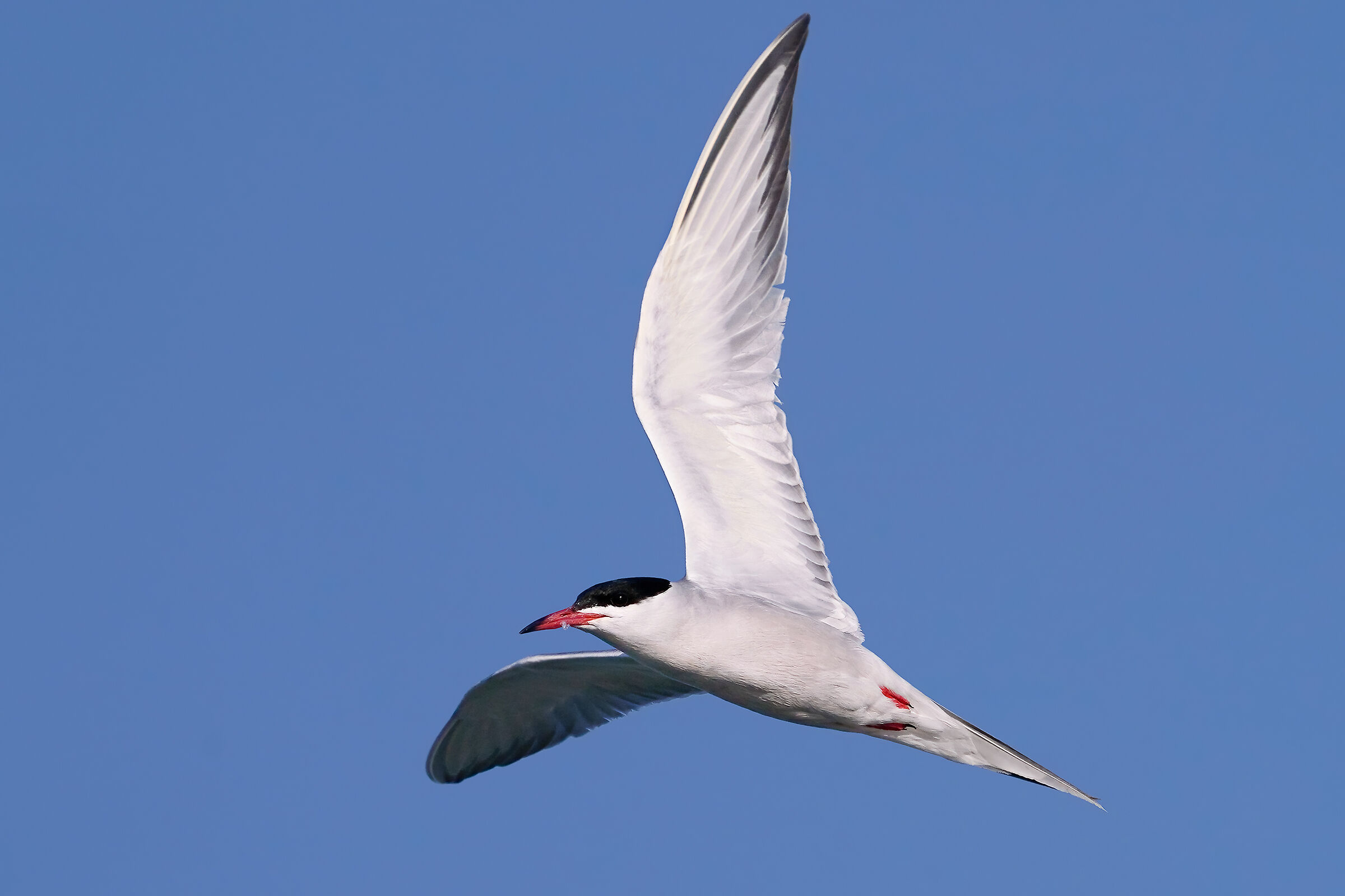 Common tern
