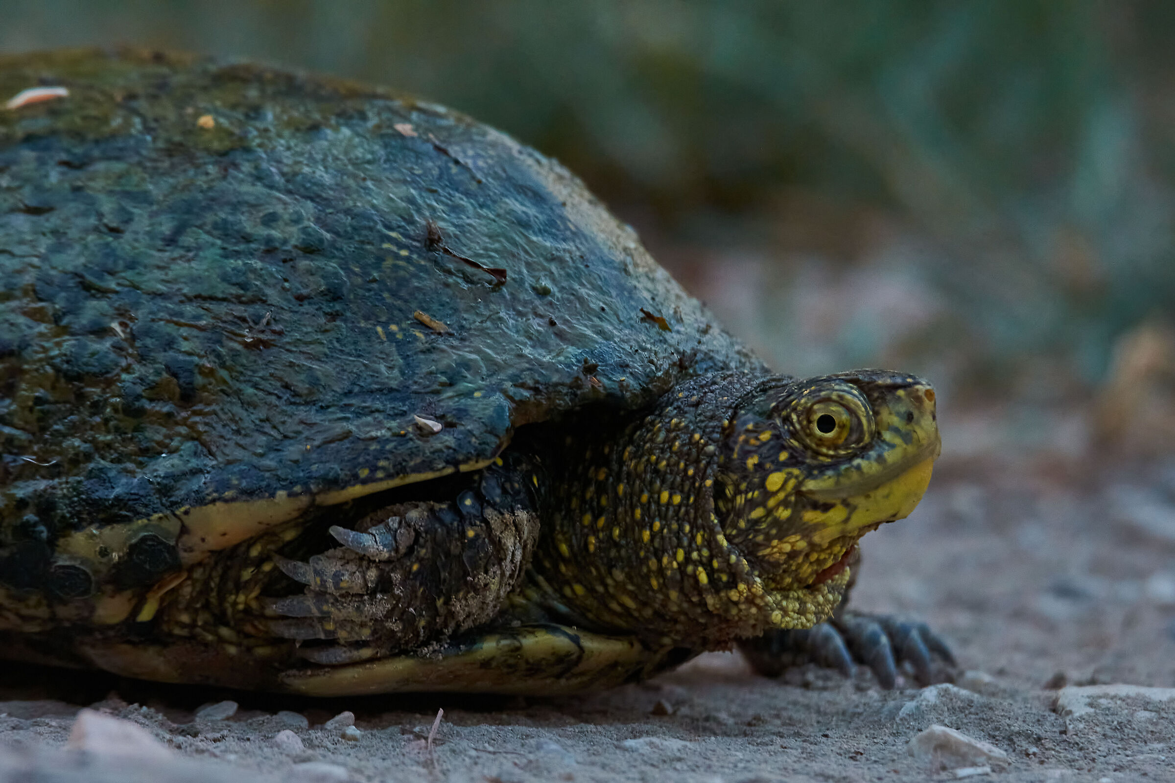 Testuggine Palustre Europea