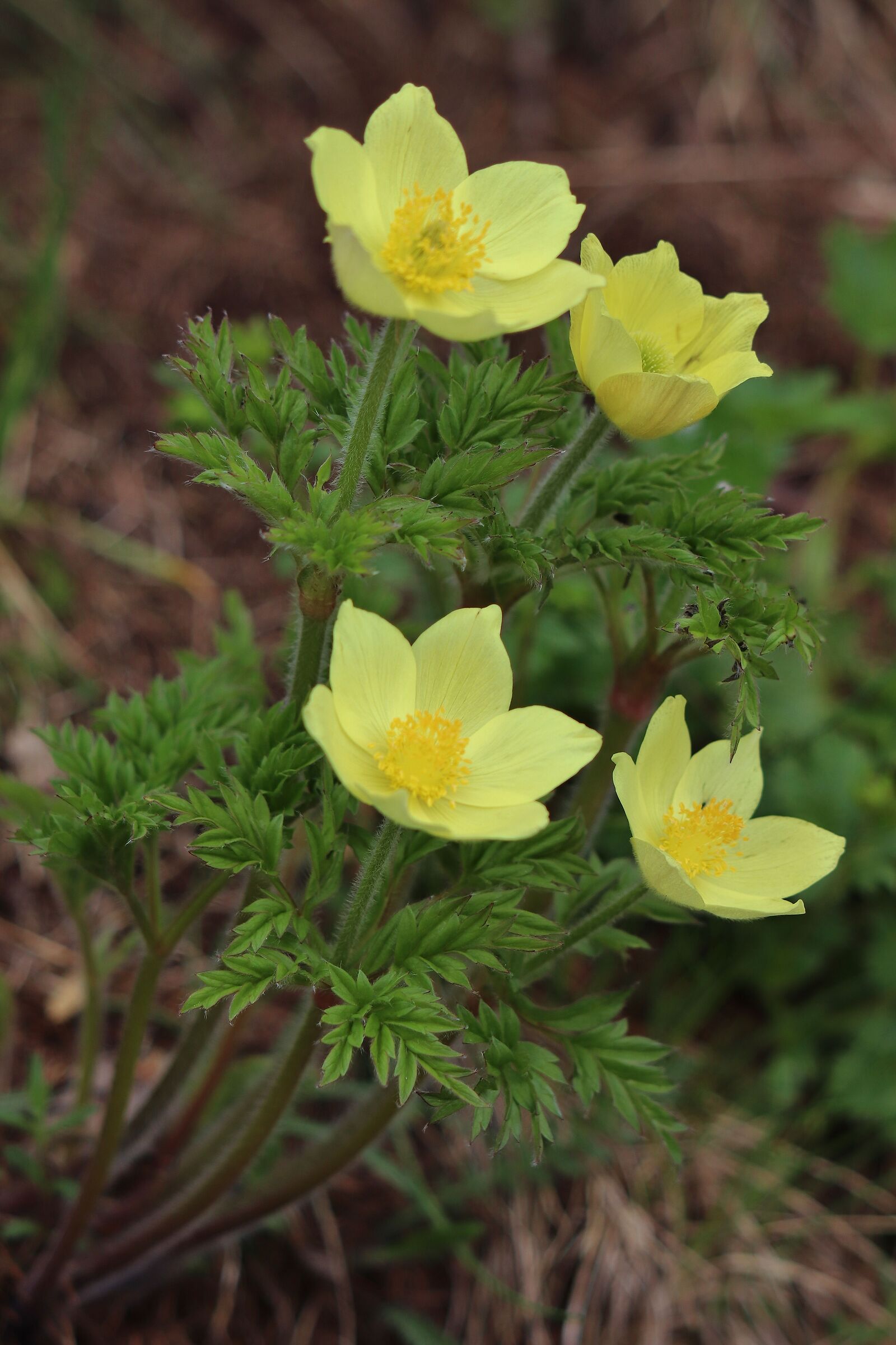 Pulsatina alpina (sasanka alpejska)
