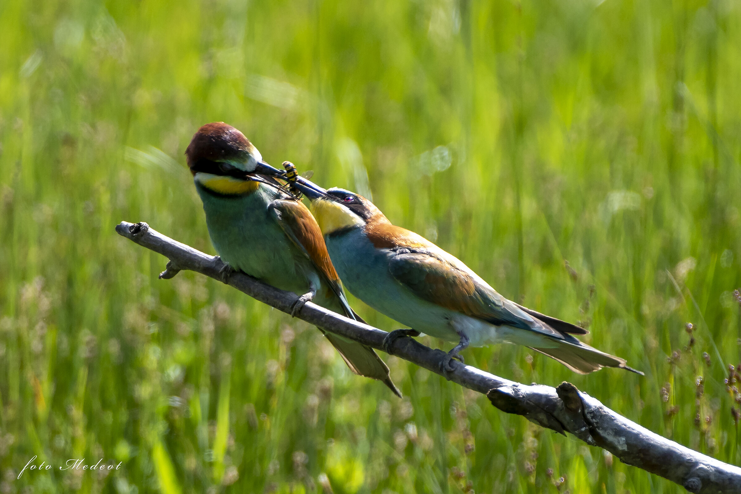 Gruccioni, la condivisione del cibo.